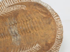 Cambropallas Trilobite Fossil from Morocco 350 Million Years Old