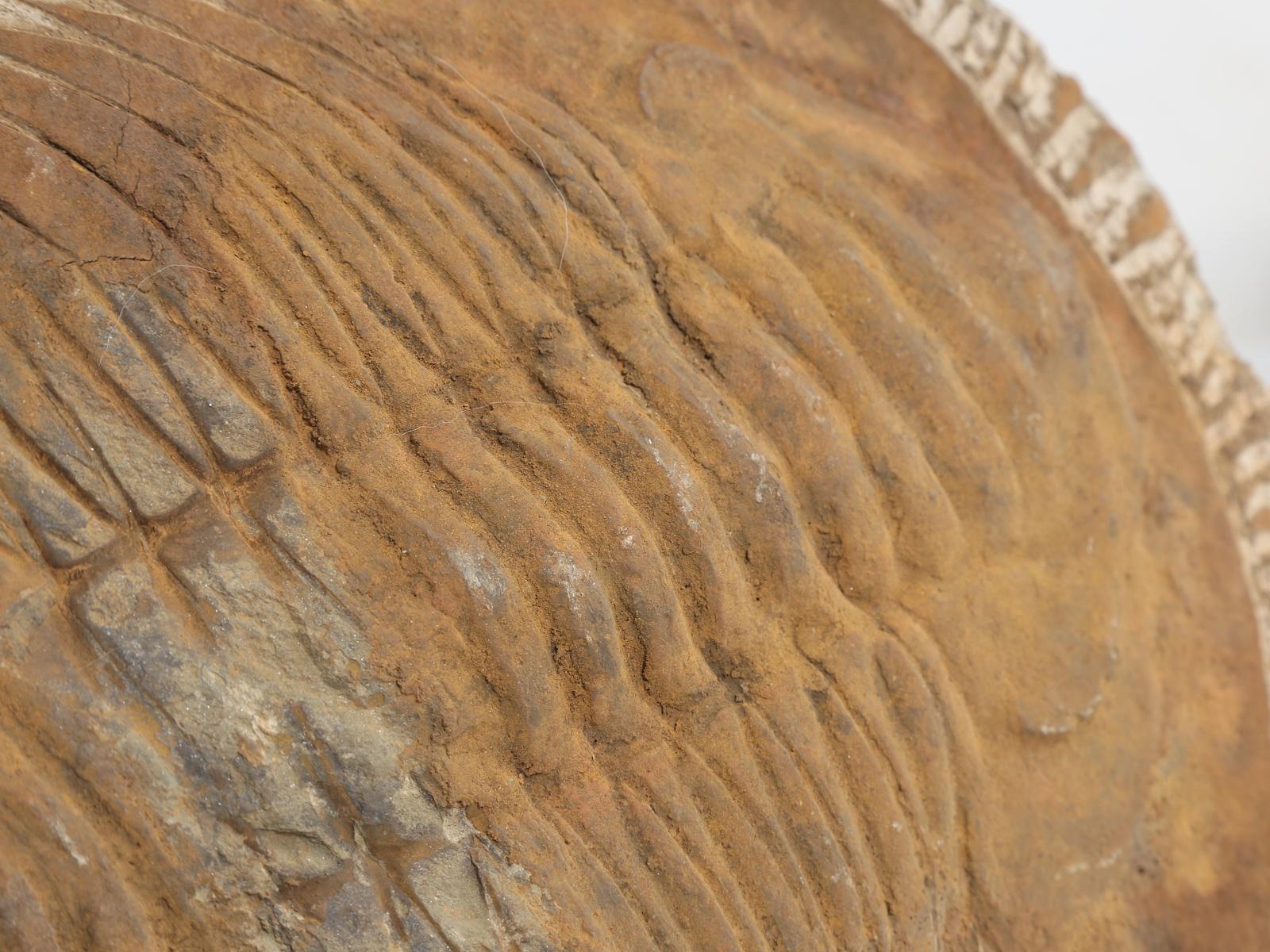 Cambropallas Trilobite Fossil from Morocco 350 Million Years Old In Good Condition In Chicago, IL