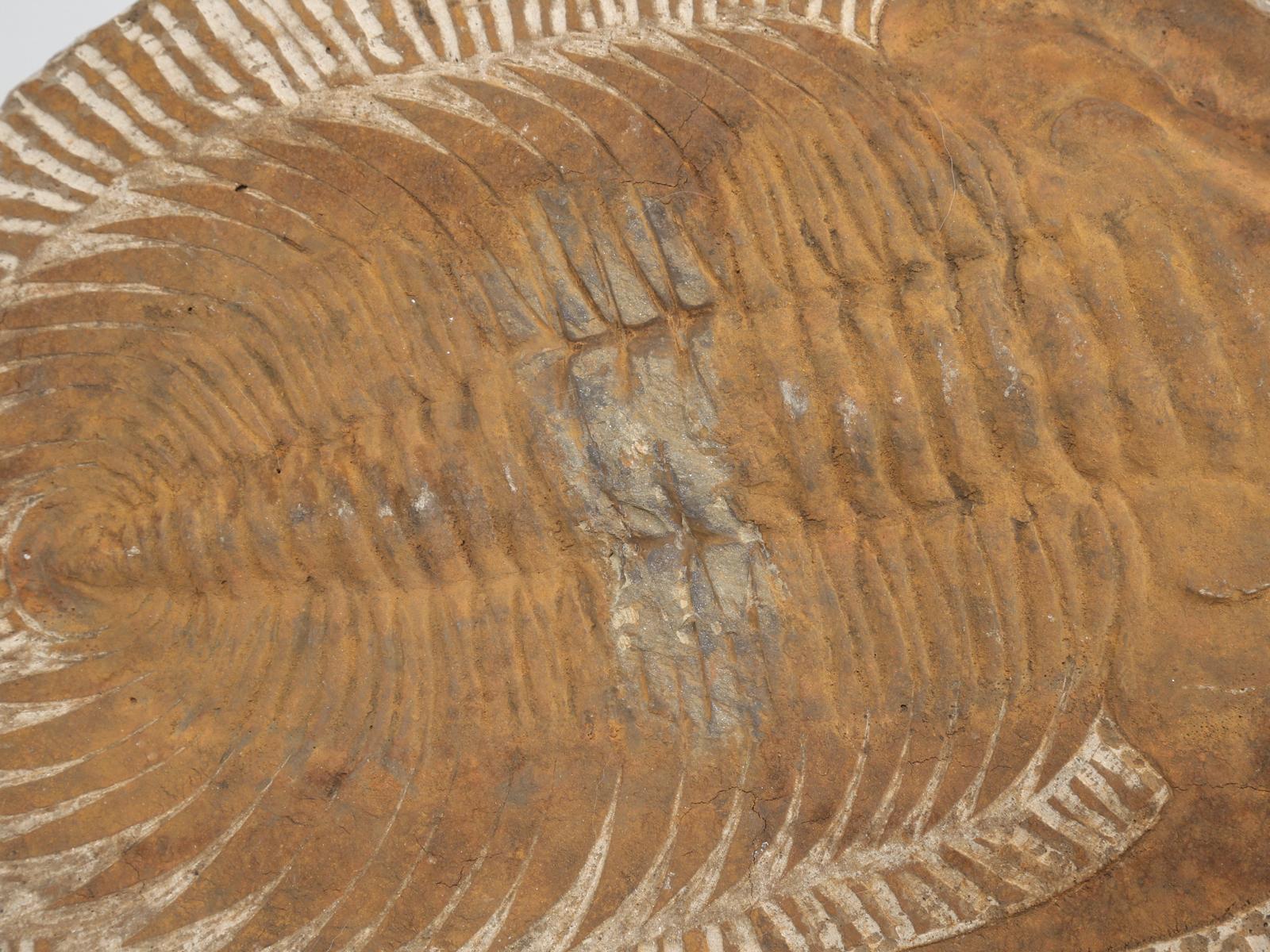 18th Century and Earlier Cambropallas Trilobite Fossil from Morocco 350 Million Years Old