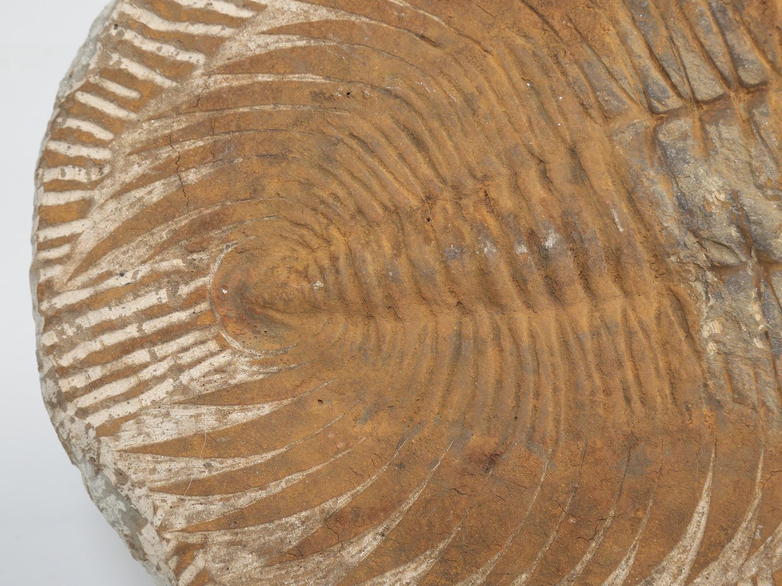 Cambropallas Trilobite Fossil from Morocco 350 Million Years Old 1