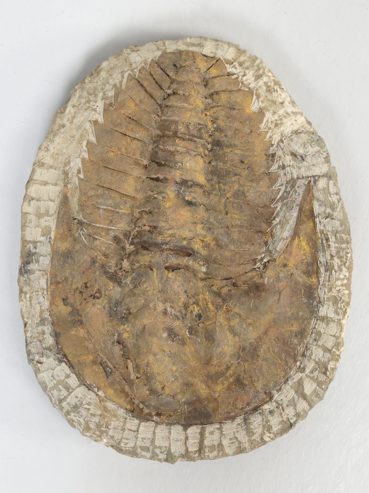 Cambropallas Trilobite Fossil from Morocco 2