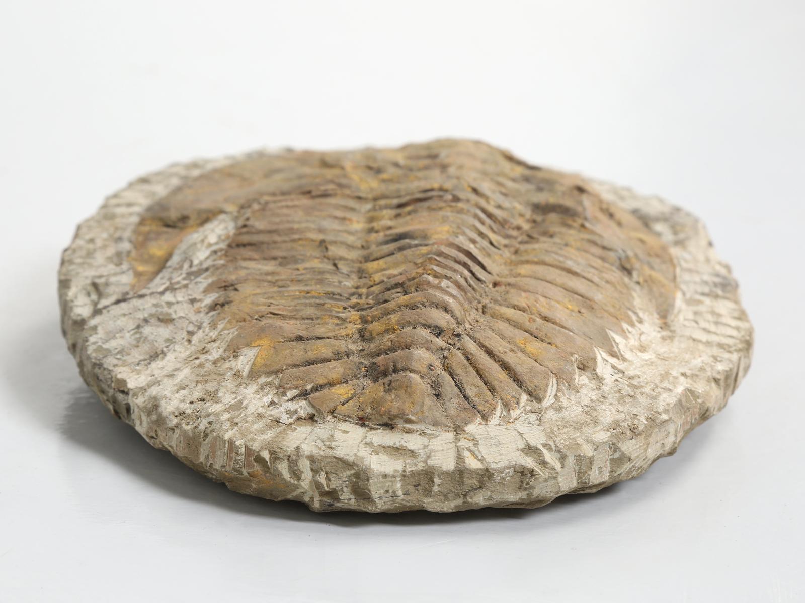Cambropallas Trilobite Fossil from Morocco 4
