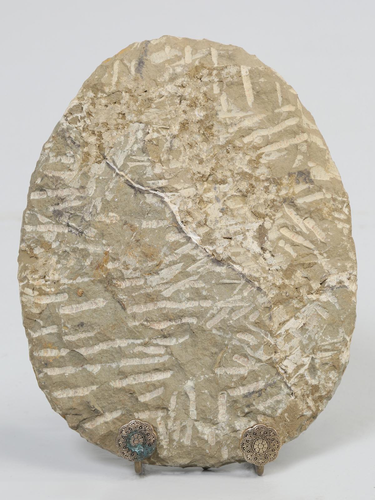 Cambropallas Trilobite Fossil from Morocco 5