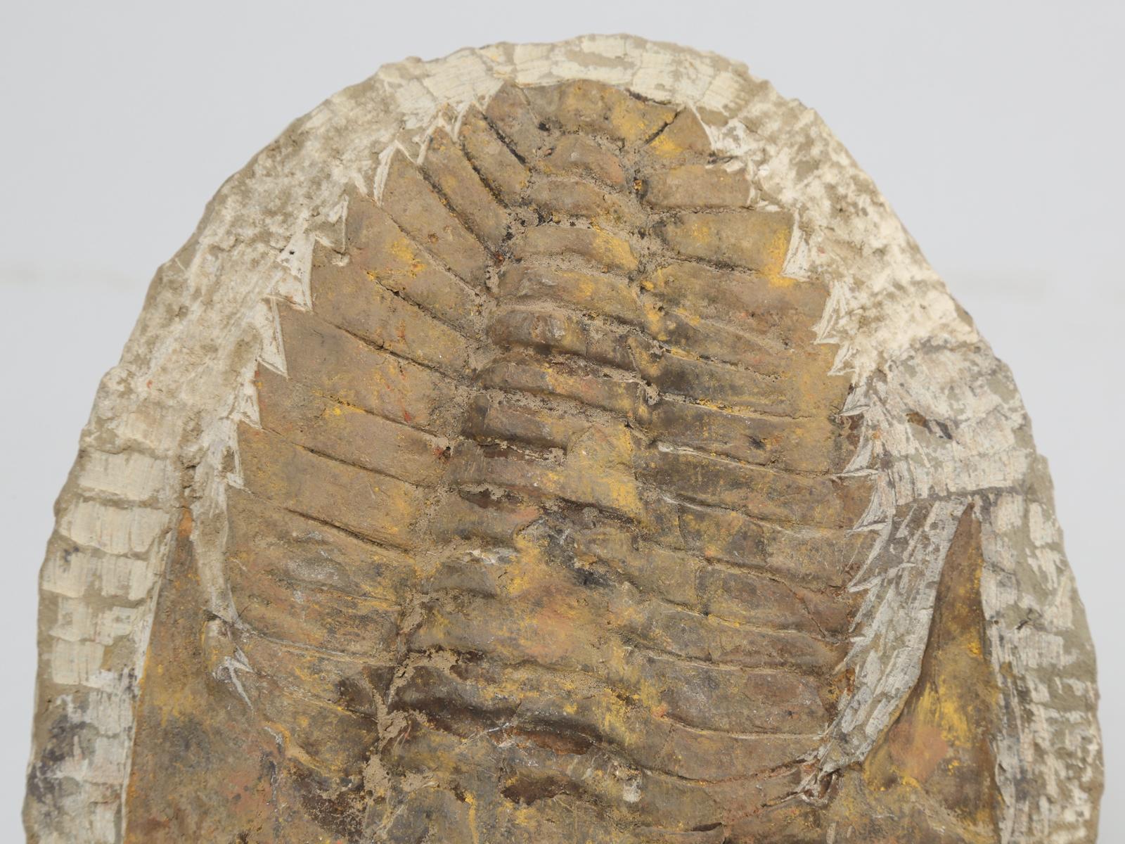 Trilobites, were an early arthropod at the beginning of the Paleozoic era in the Cambrian period. They flourished in the ancient seas for close to 300 million years. Our Cambropallas Trilobite fossil was located in Djbel Ougrat, Morocco.

**Stand