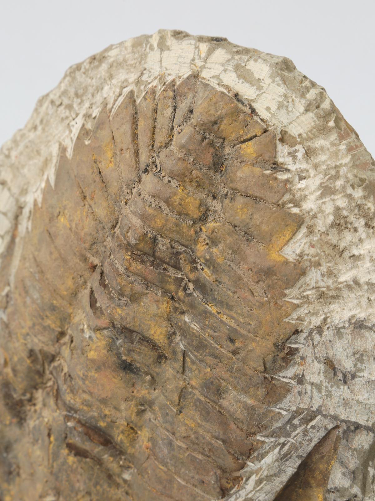 Cambropallas Trilobite Fossil from Morocco In Good Condition In Chicago, IL