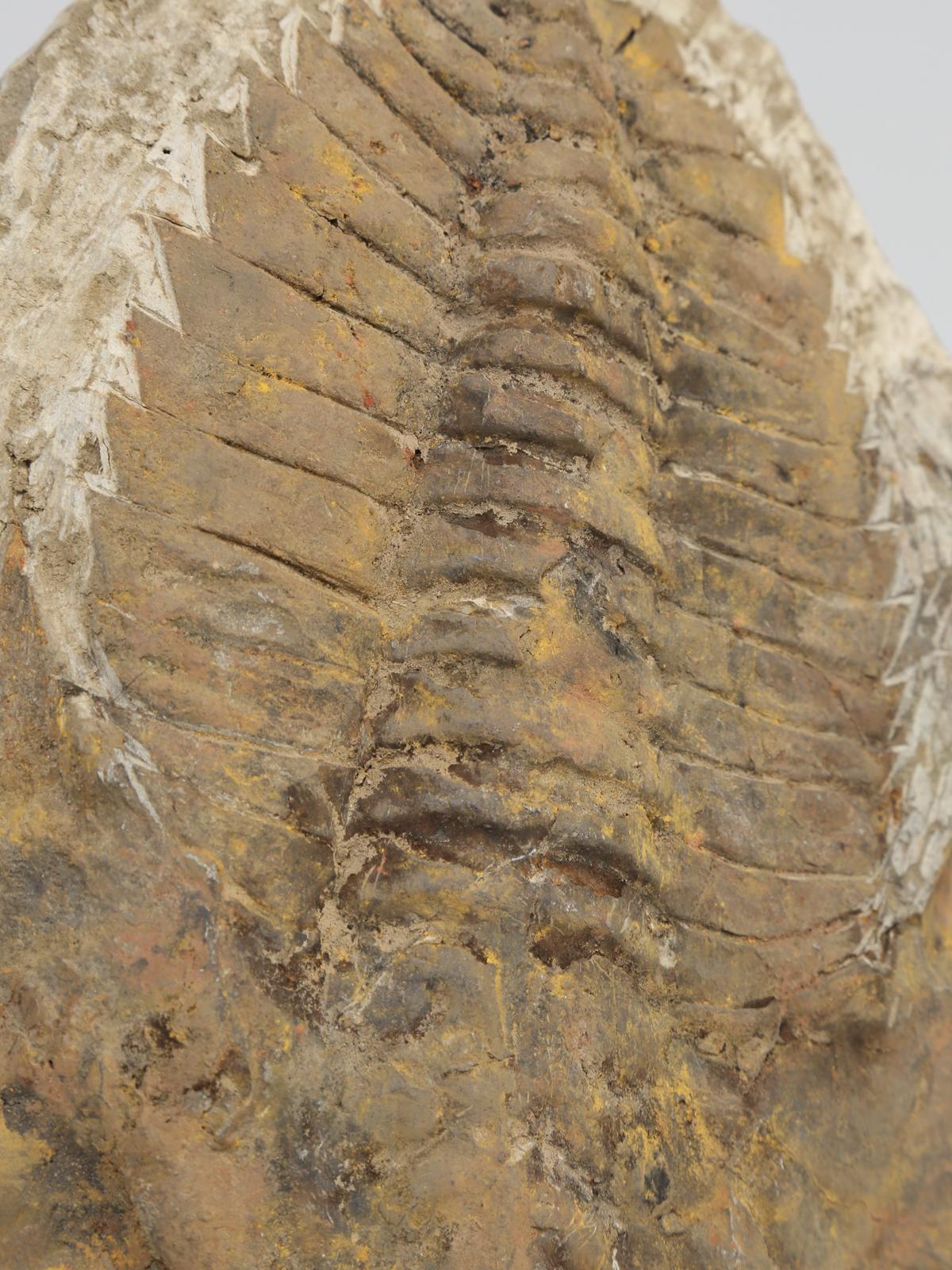 18th Century and Earlier Cambropallas Trilobite Fossil from Morocco