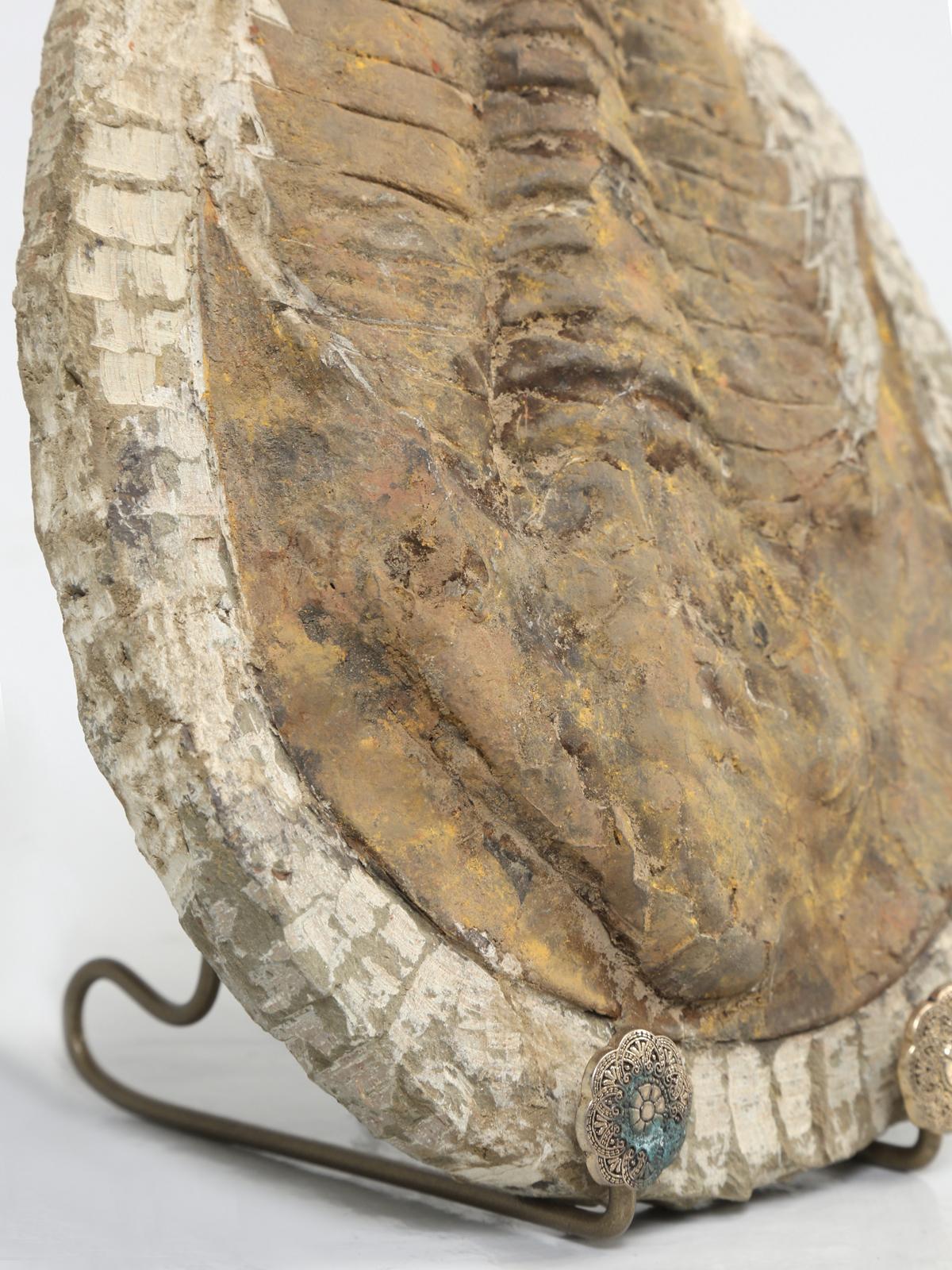 Stone Cambropallas Trilobite Fossil from Morocco
