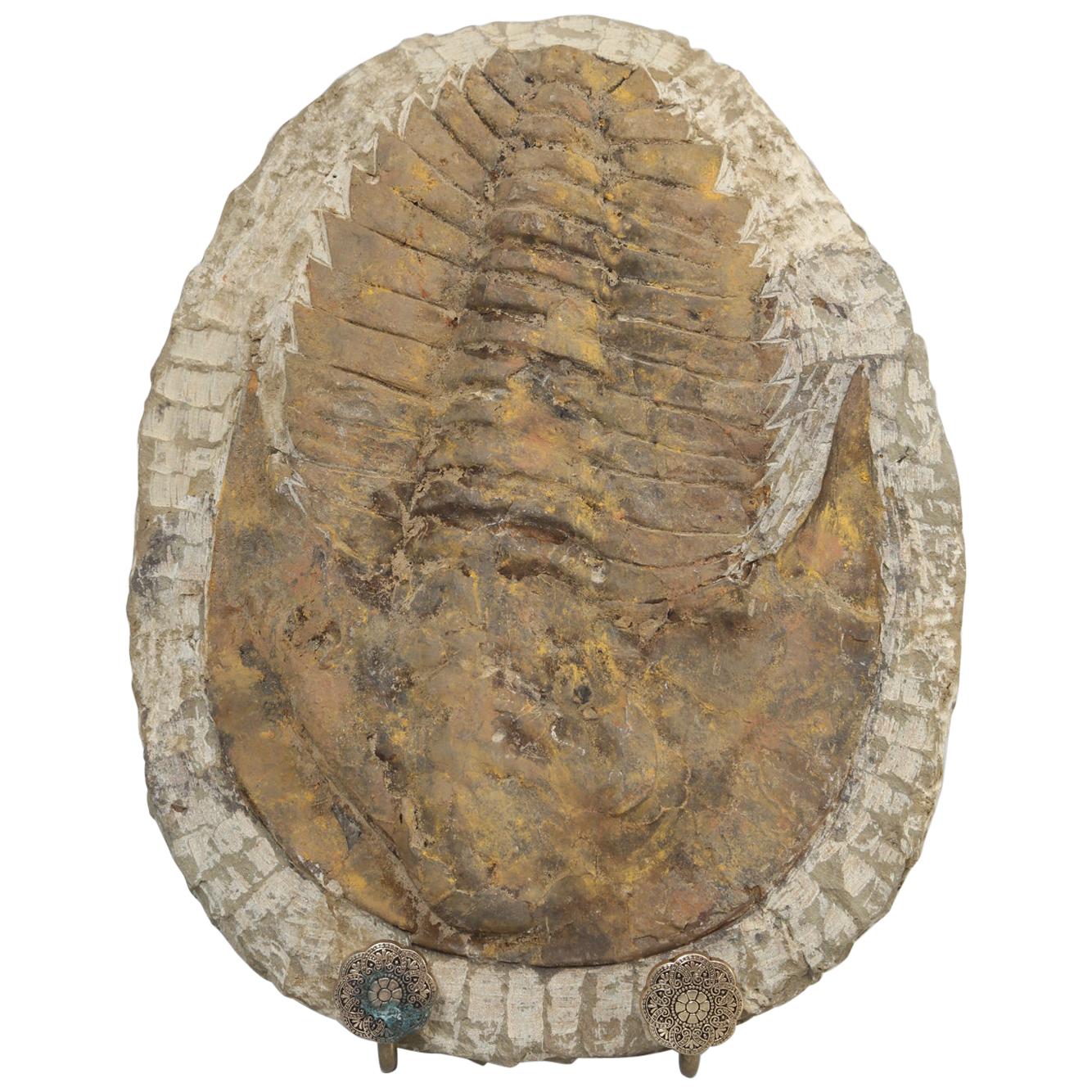 Cambropallas Trilobite Fossil from Morocco