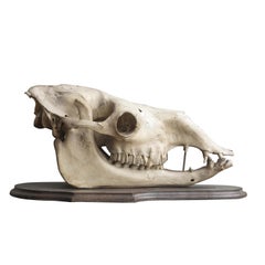 Camel Skull on Mahogany Mount