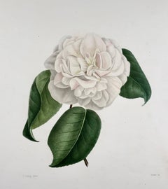 Camelia Clowesiana [Camellia], Drawn by J J Jung, Engraved by Oudet, Berlèse