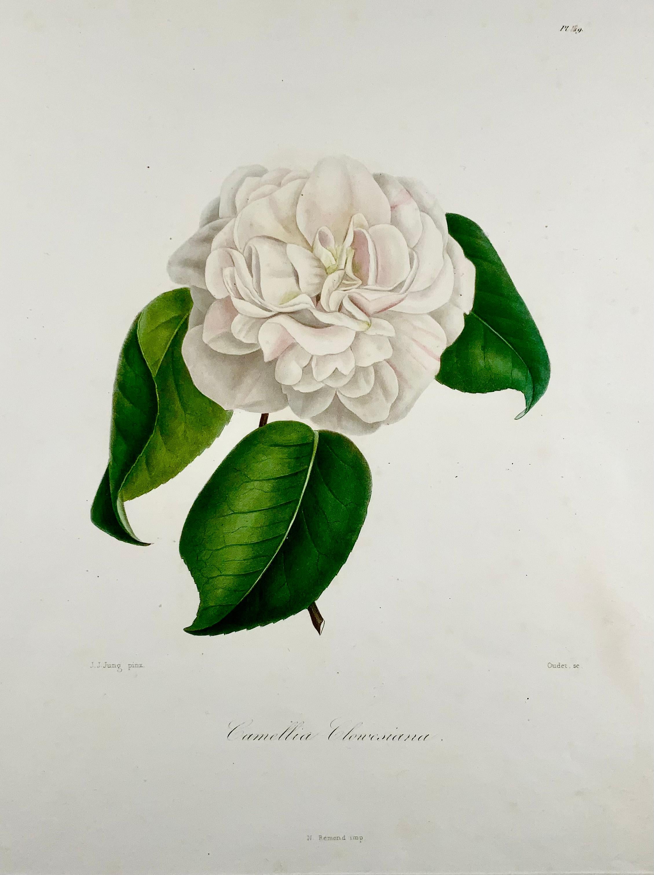 Early Victorian Camelia Clowesiana [Camellia], Drawn by J J Jung, Engraved by Oudet, Berlèse For Sale