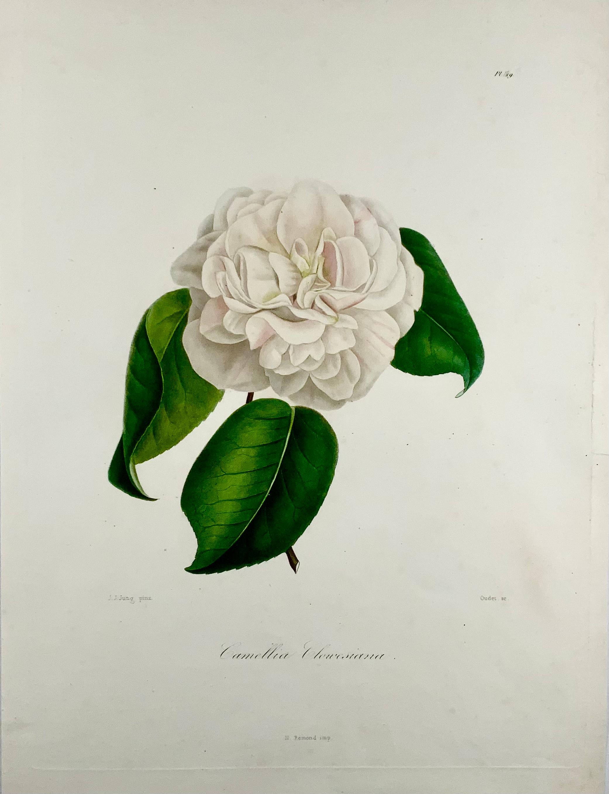 French Camelia Clowesiana [Camellia], Drawn by J J Jung, Engraved by Oudet, Berlèse For Sale