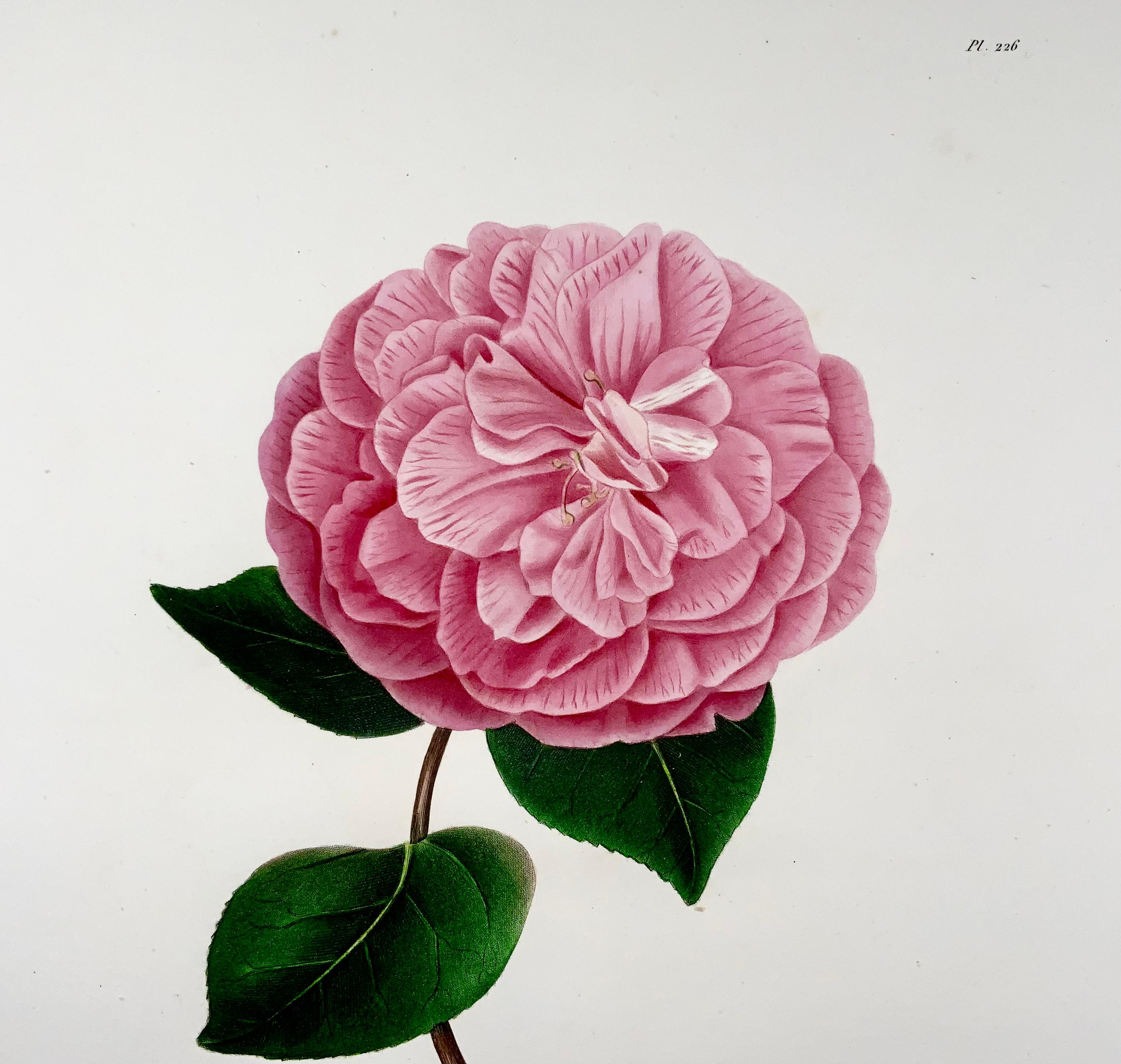 Early Victorian Camelia Cooperii 'Camellia', Drawn by J J Jung, Engraved by Oudet, Berlèse For Sale