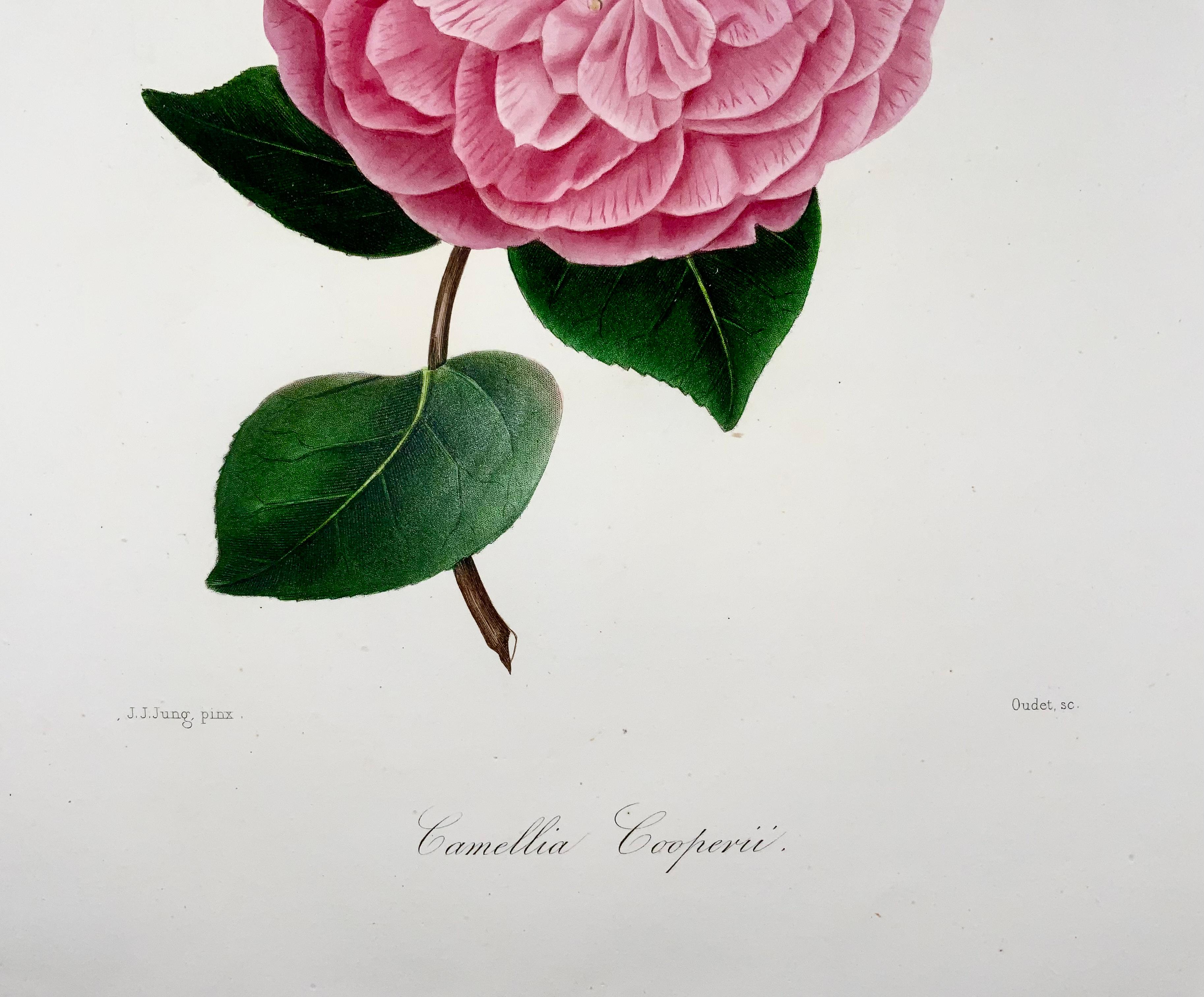 Hand-Painted Camelia Cooperii 'Camellia', Drawn by J J Jung, Engraved by Oudet, Berlèse For Sale