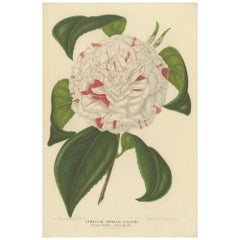Antique Camellia 'Angelo Cocchi' Botanical Illustration by Louis van Houtte, c.1850