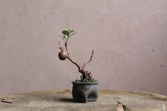 Fruto de Camelia de Yumiko Kuwahata / Bonsái / wabi-sabi
