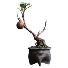 Fruto de Camelia de Yumiko Kuwahata / Bonsái / wabi-sabi