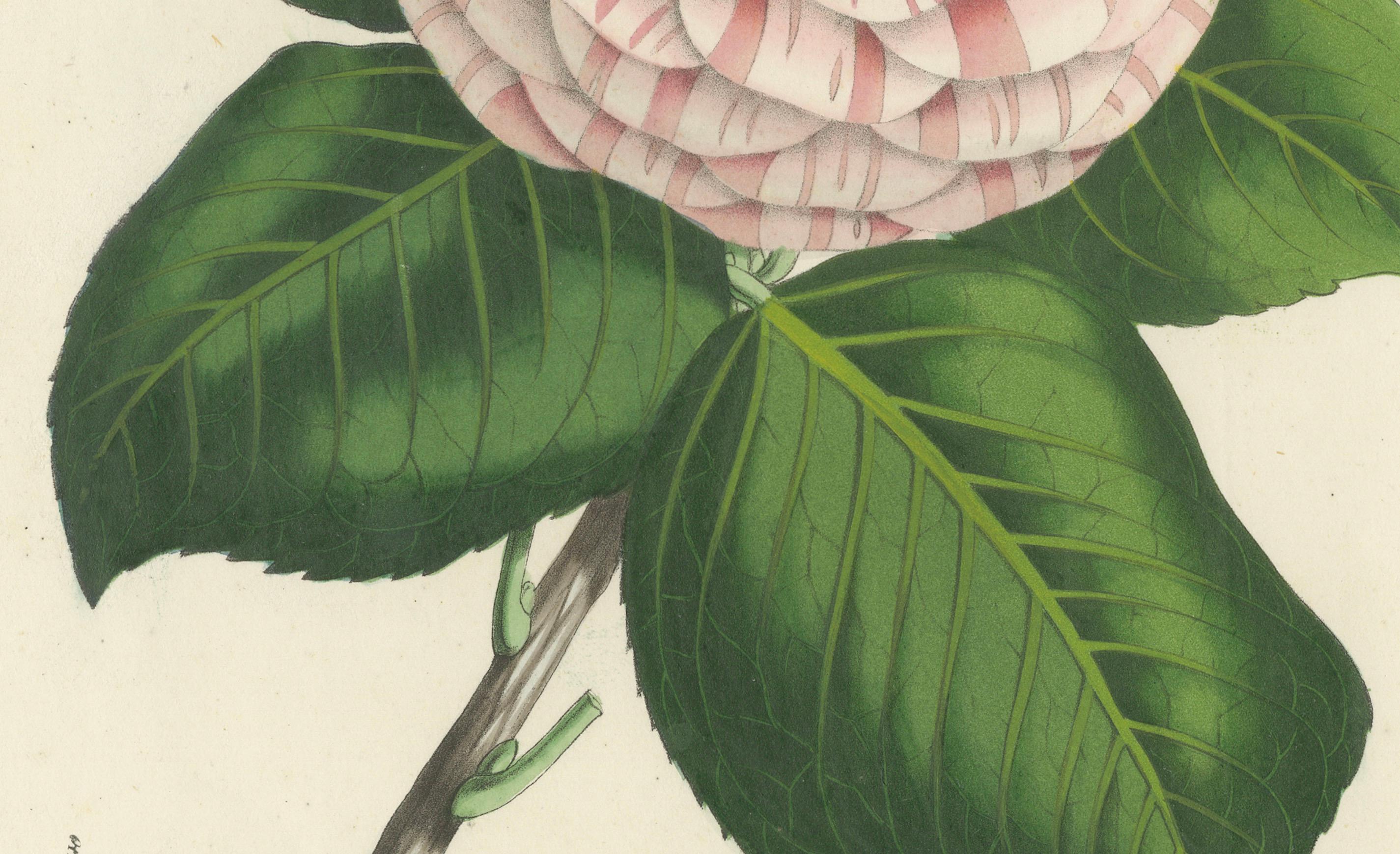 Camellia 'Princess Frederick William' Botanical Illustration by Louis van Houtte, 19th Century

This elegant botanical illustration showcases Camellia 'Princess Frederick William', a variety known for its beautifully layered petals with subtle pink