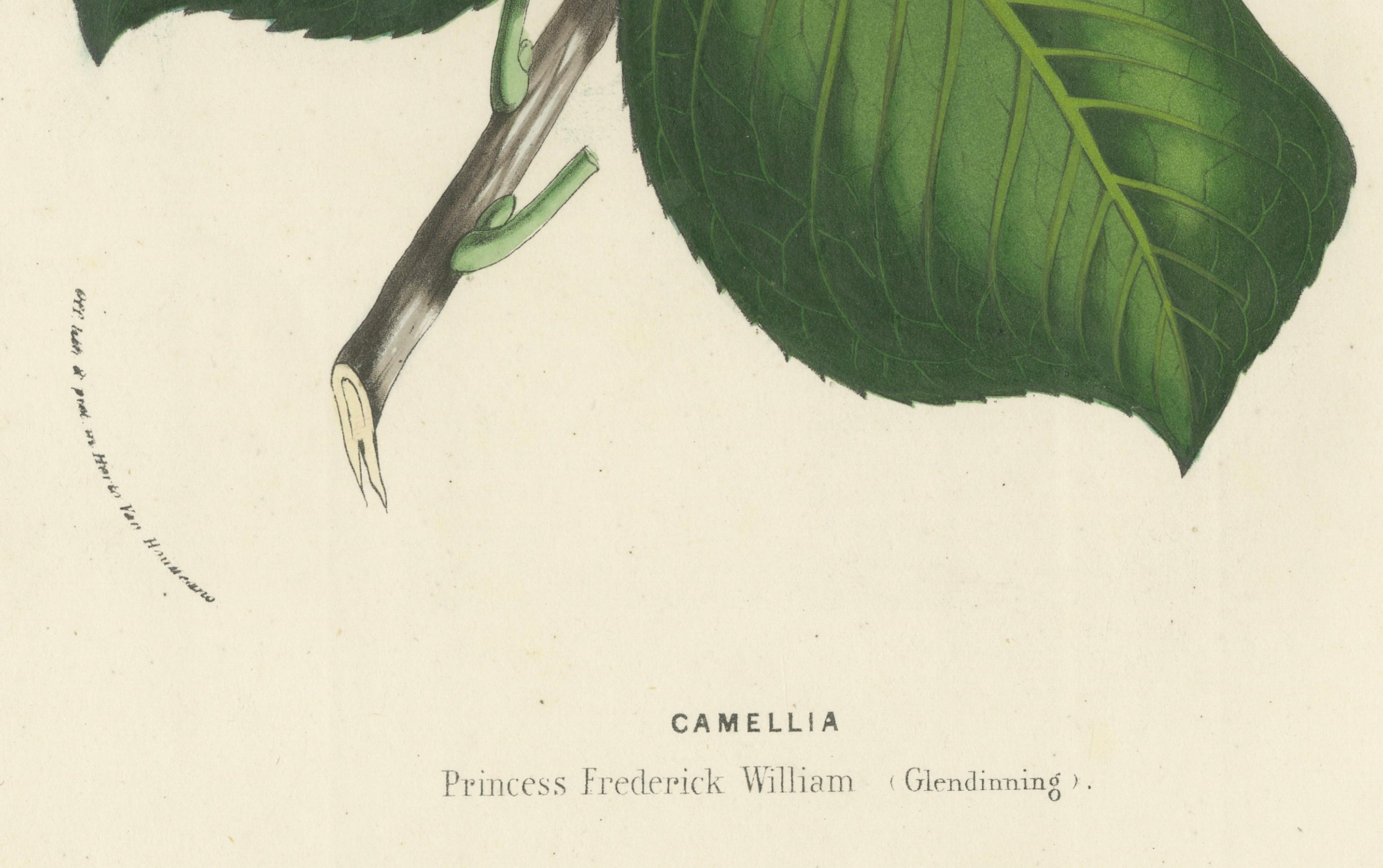 Camellia 'Princess Frederick William' Botanical Illustration by Louis van Houtte In Good Condition In Langweer, NL