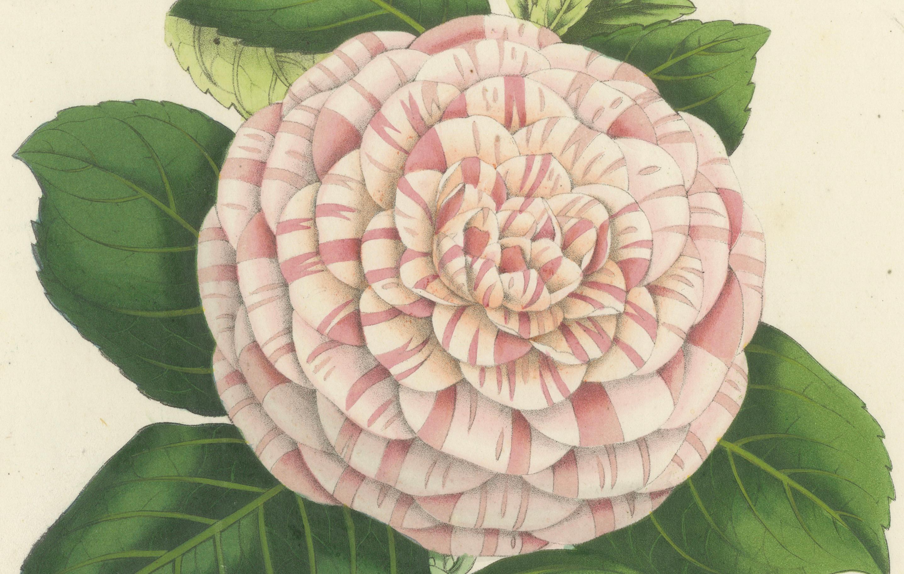 Mid-19th Century Camellia 'Princess Frederick William' Botanical Illustration by Louis van Houtte