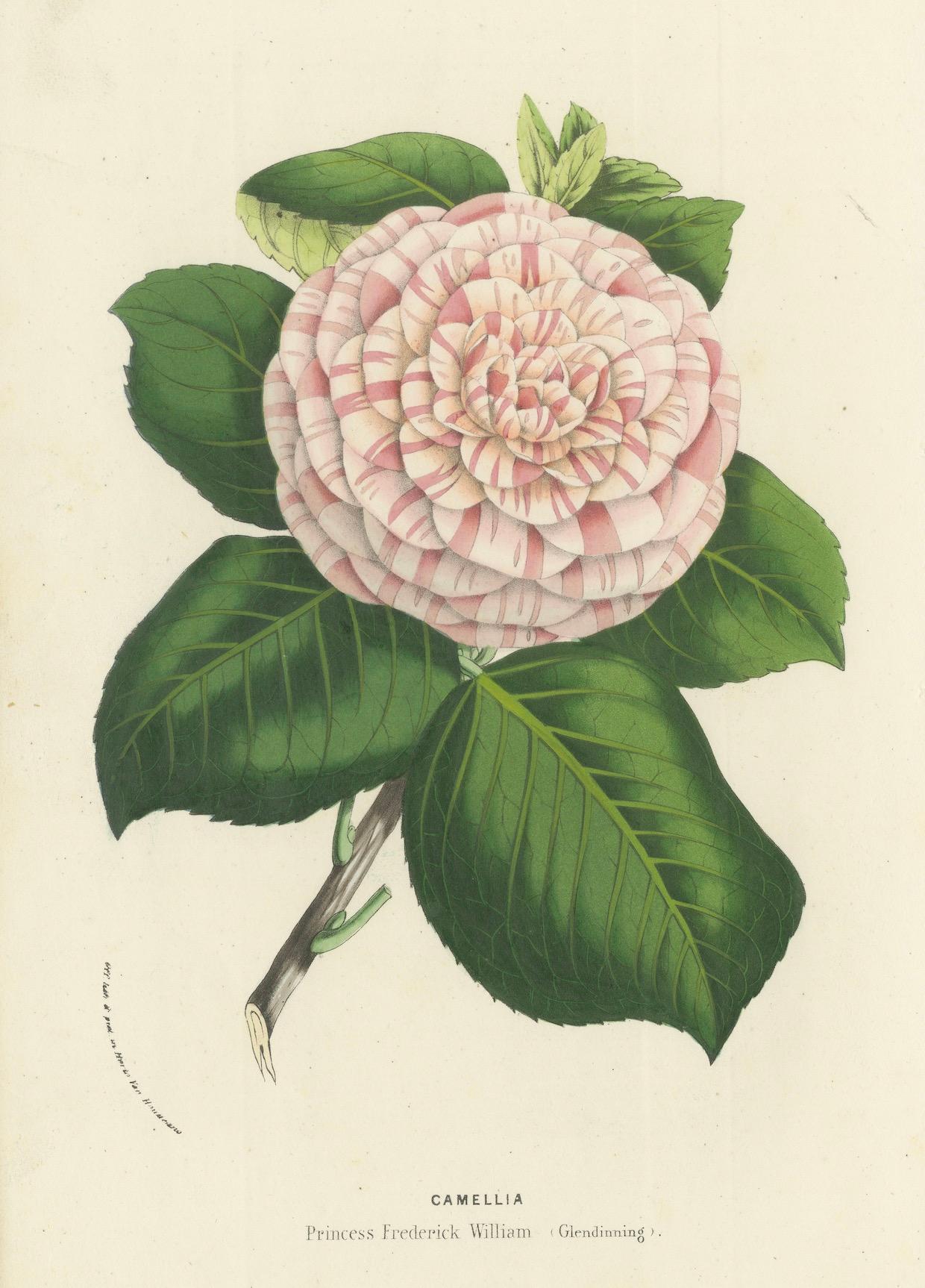 Paper Camellia 'Princess Frederick William' Botanical Illustration by Louis van Houtte