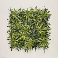 « Hong Kong Flora n°8 » de Camille Levert, 31 x 31 pouces, 2024