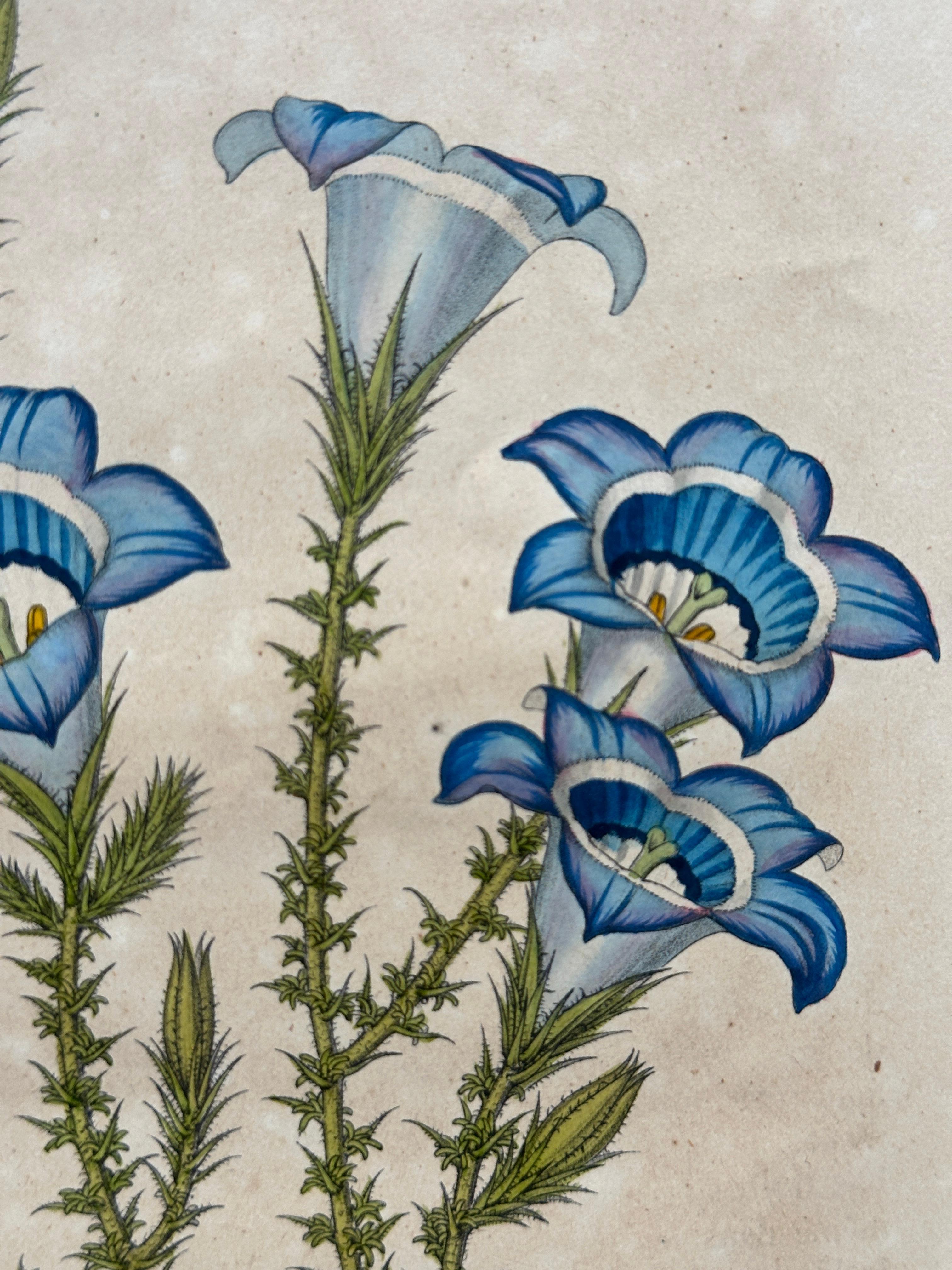 Campanula Allionii – Original Antique Botanical Print, France, 19th Century en venta 5