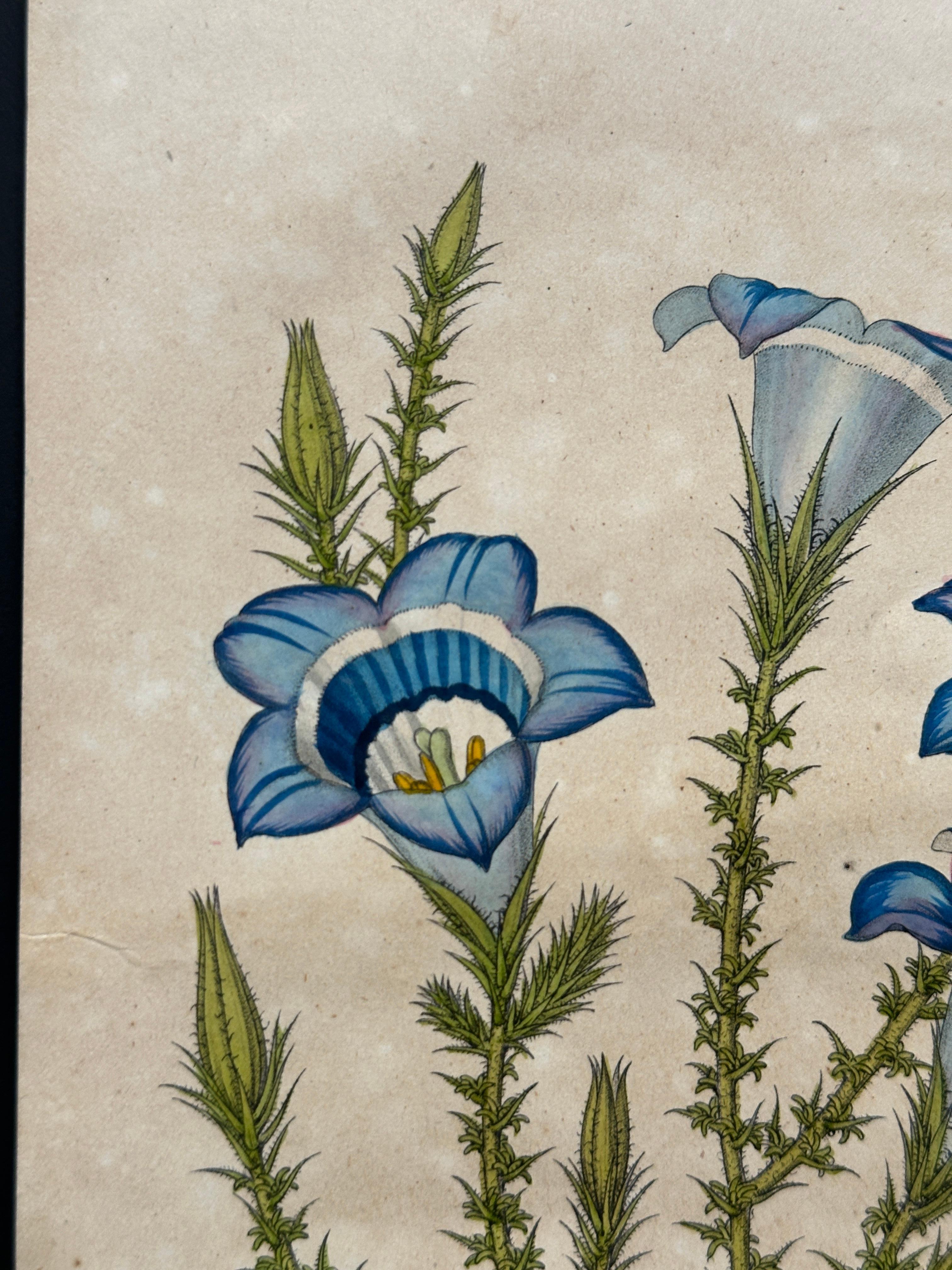 Campanula Allionii – Original Antique Botanical Print, France, 19th Century en venta 6