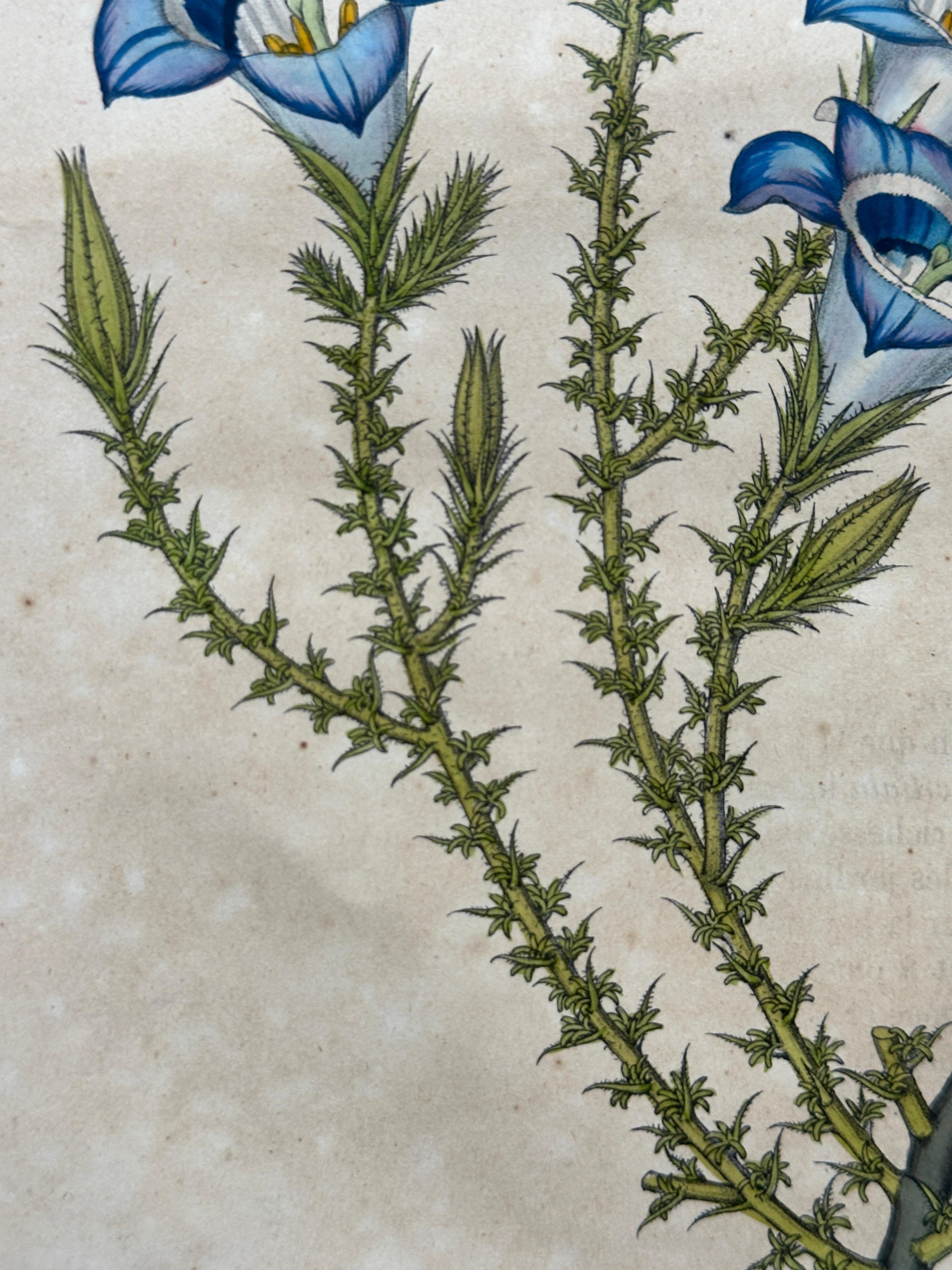 Campanula Allionii – Original Antique Botanical Print, France, 19th Century en venta 7