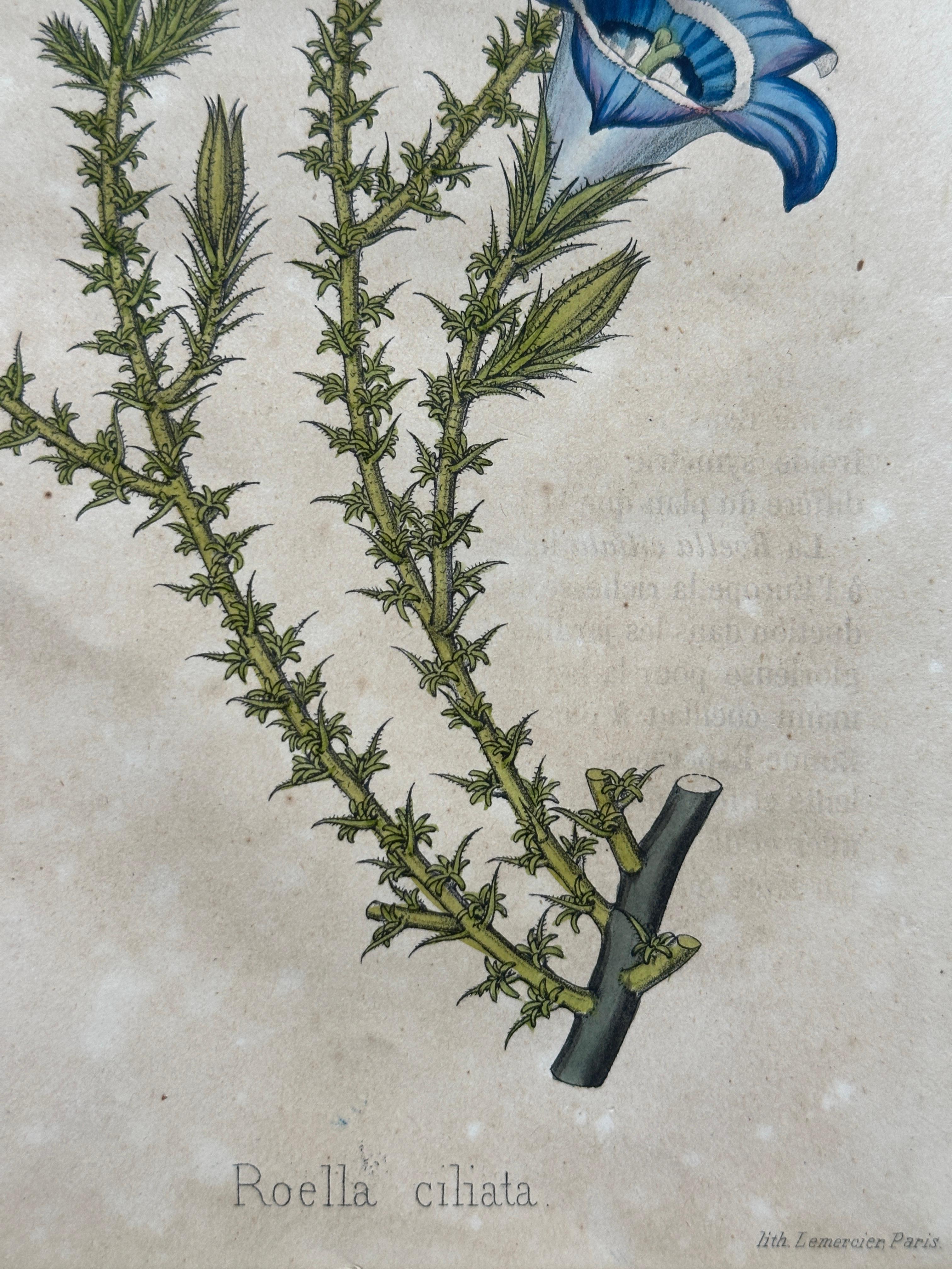 Campanula Allionii – Original Antique Botanical Print, France, 19th Century en venta 8