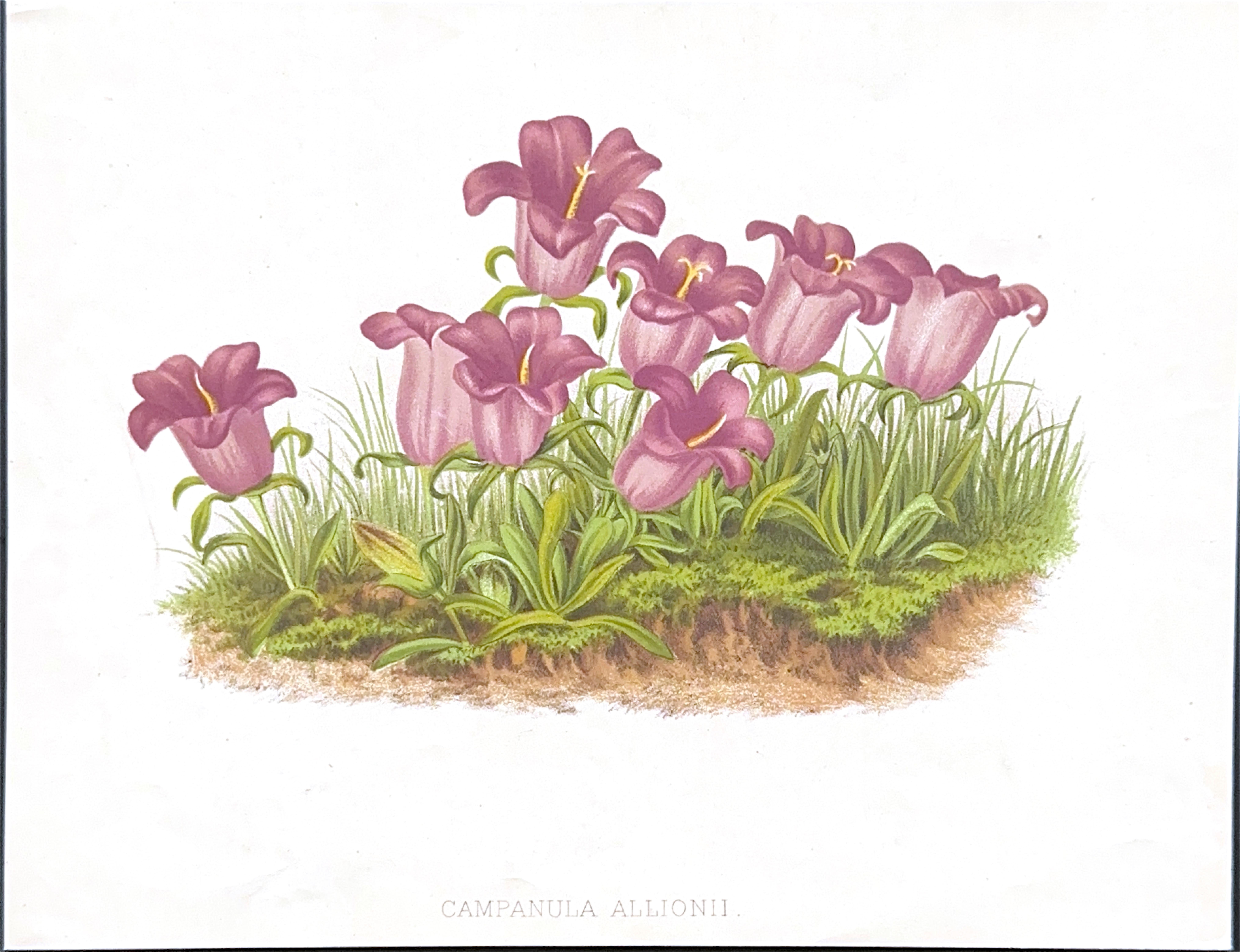 Hand-colored lithograph from the 1800s

A finely detailed and richly colored 19th-century botanical print depicting Campanula Allionii, a charming alpine bellflower native to the southern Alps. This hand-colored lithograph captures the vivid