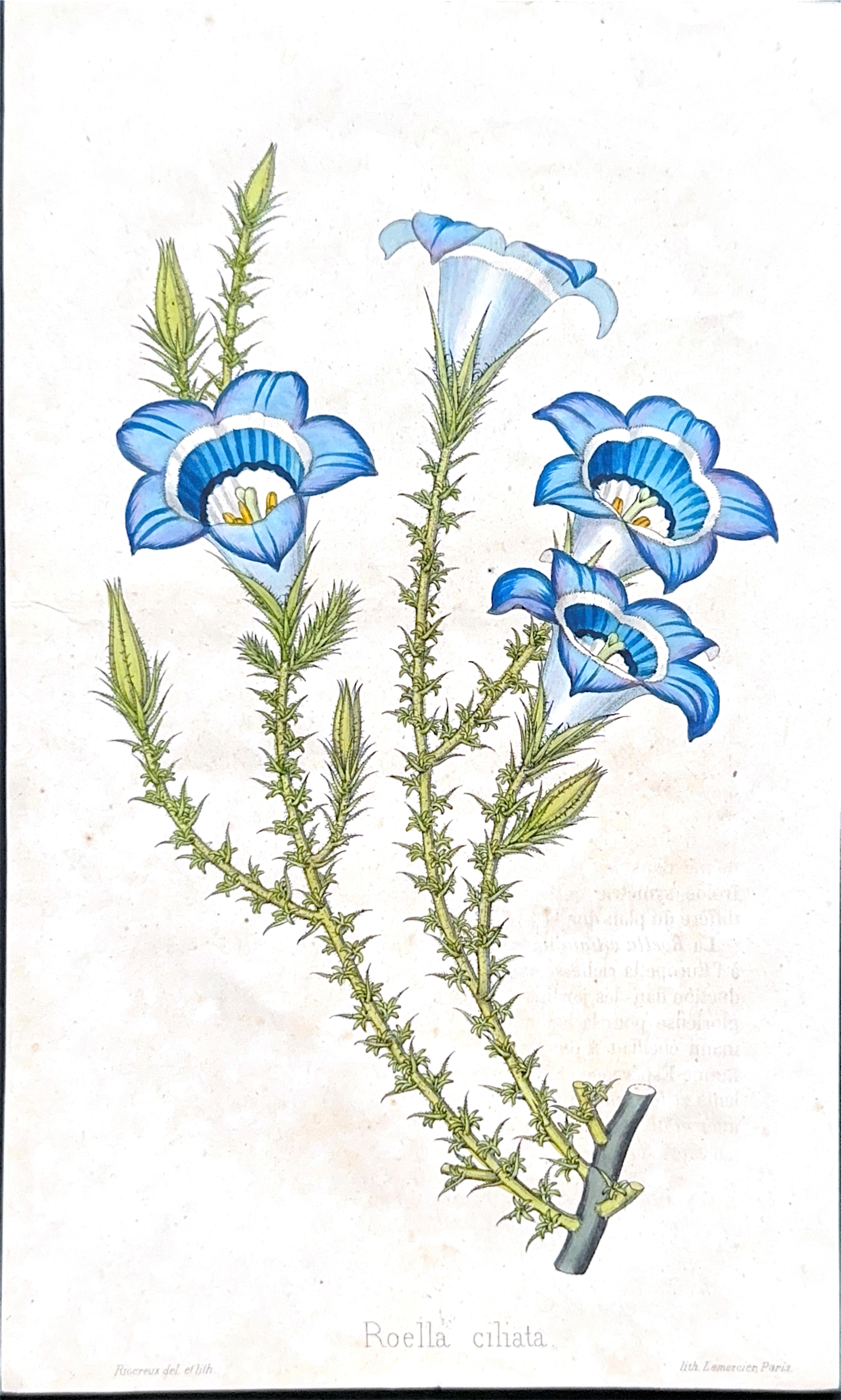 Campanula Allionii – Original Antique Botanical Print, France, 19th Century Británico en venta