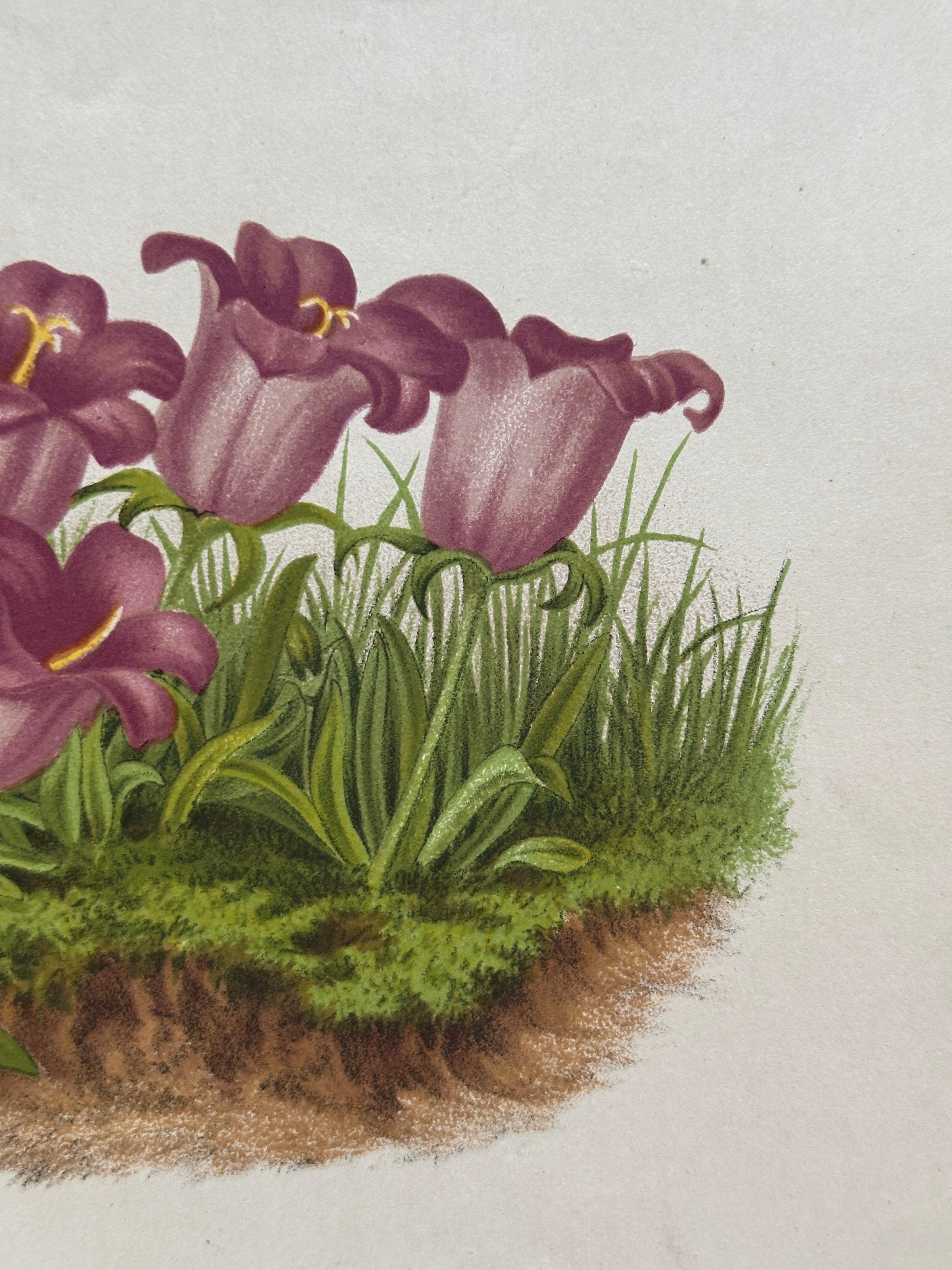 Campanula Allionii – Original Antique Botanical Print, France, 19th Century siglo XIX en venta