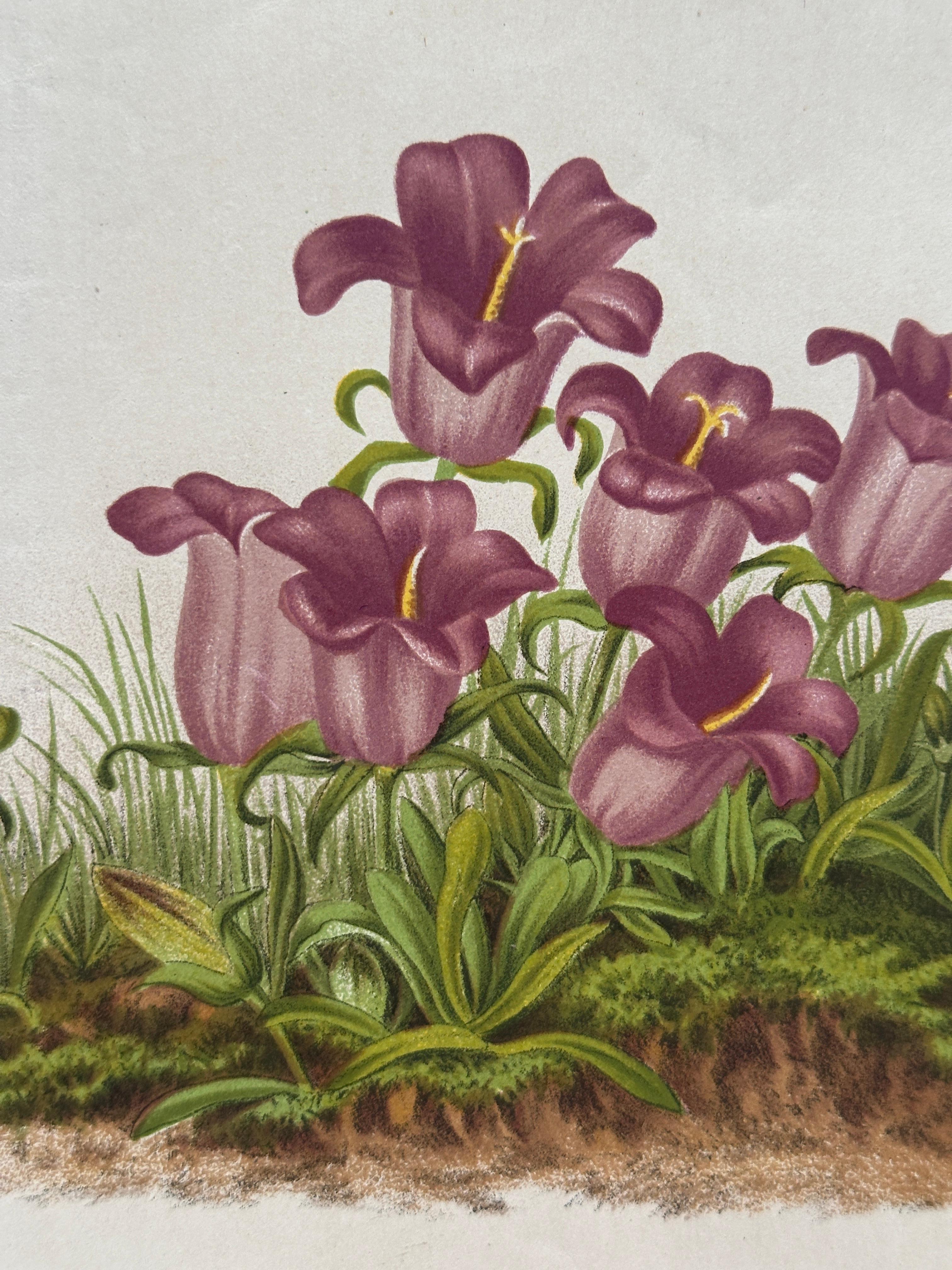 Campanula Allionii – Original Antique Botanical Print, France, 19th Century Papel en venta