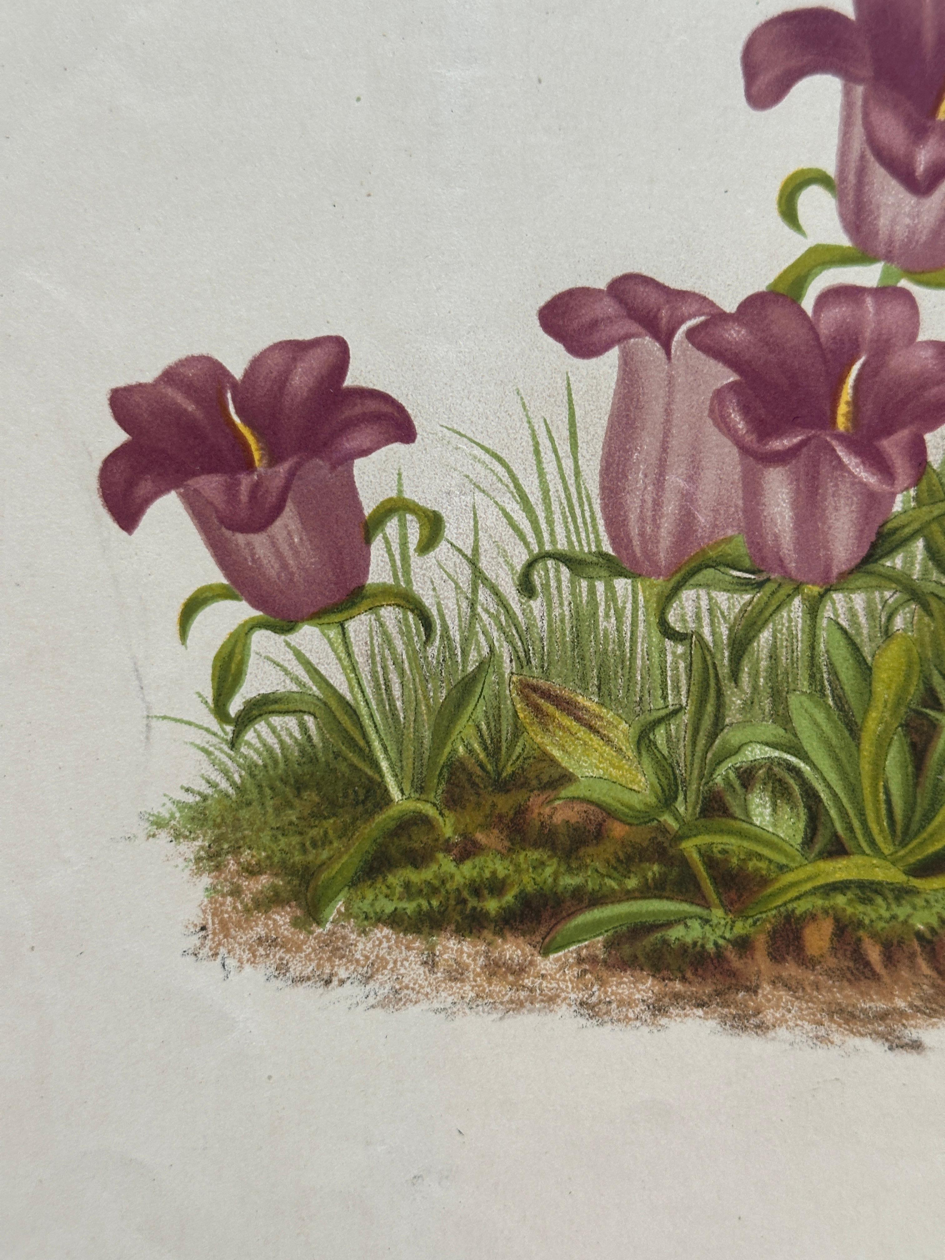 Campanula Allionii – Original Antique Botanical Print, France, 19th Century en venta 1