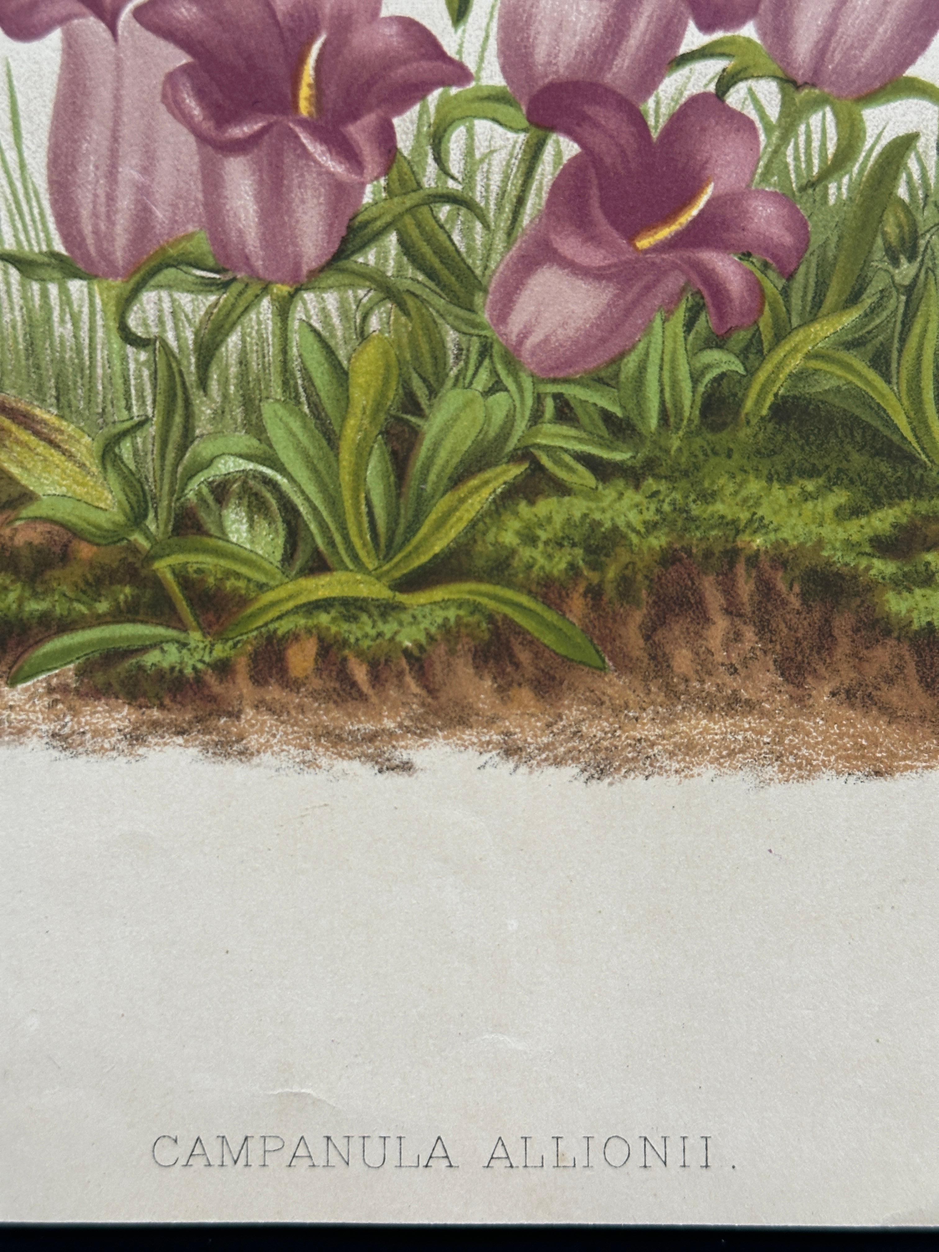 Campanula Allionii – Original Antique Botanical Print, France, 19th Century en venta 2