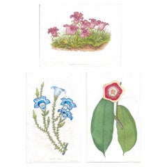 Prints