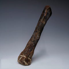 Camptosaurus Dinosaur Metatarsal