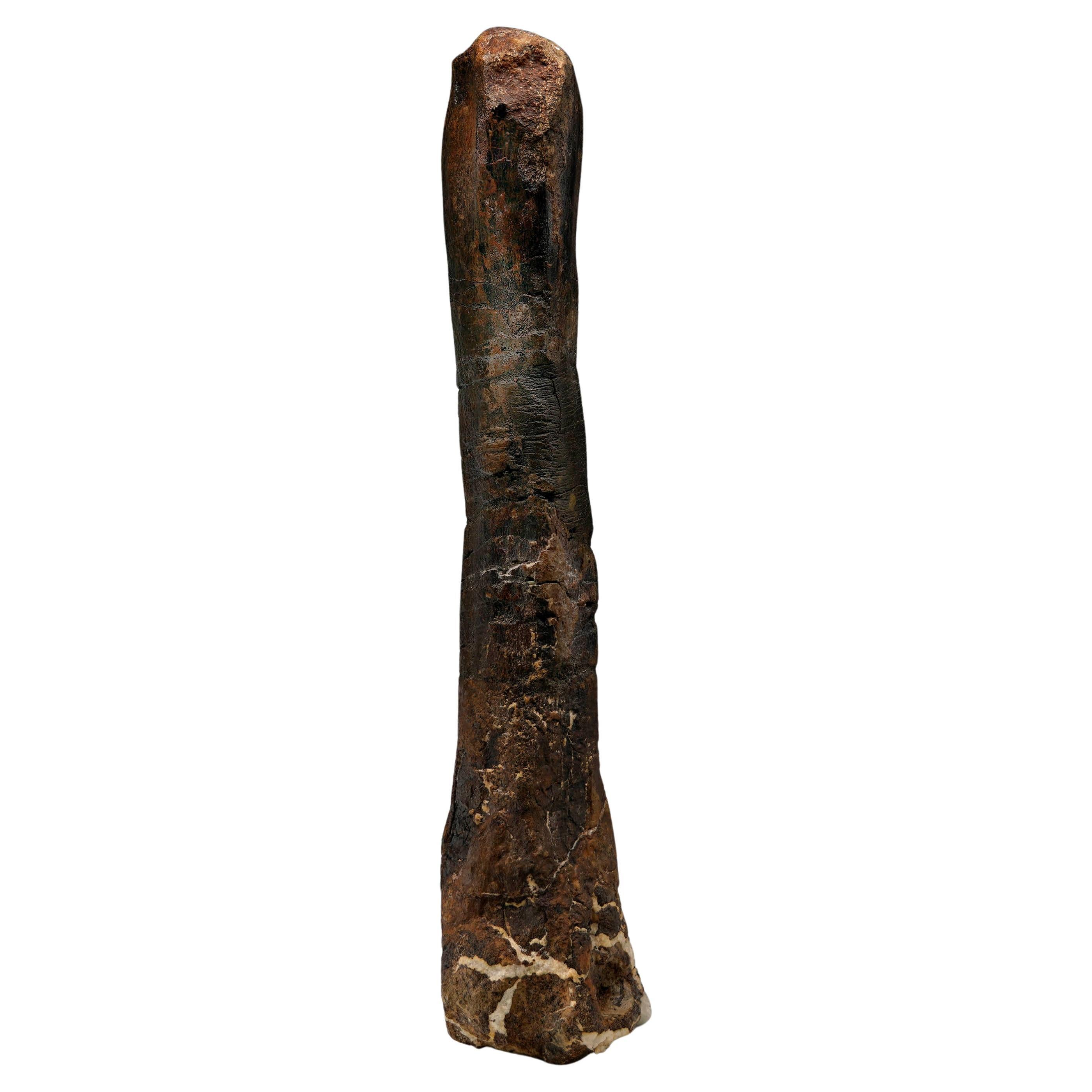 Camptosaurus Dinosaur Metatarsal