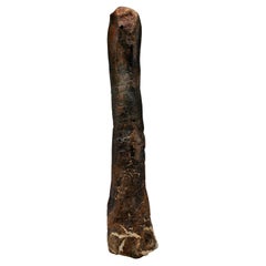 Camptosaurus Dinosaur Metatarsal