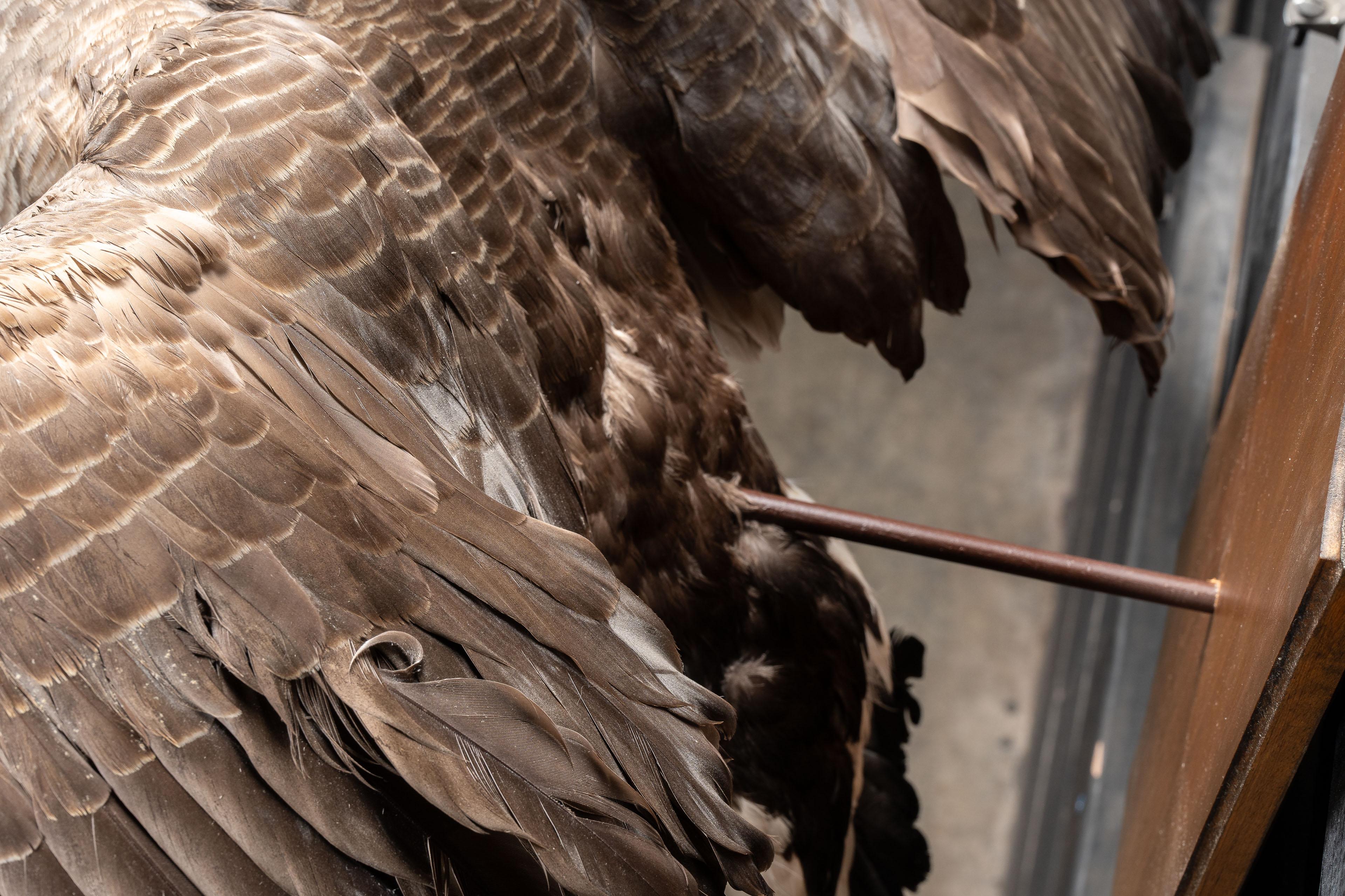 Canada Goose  Taxidermie, vollständig montiert 4