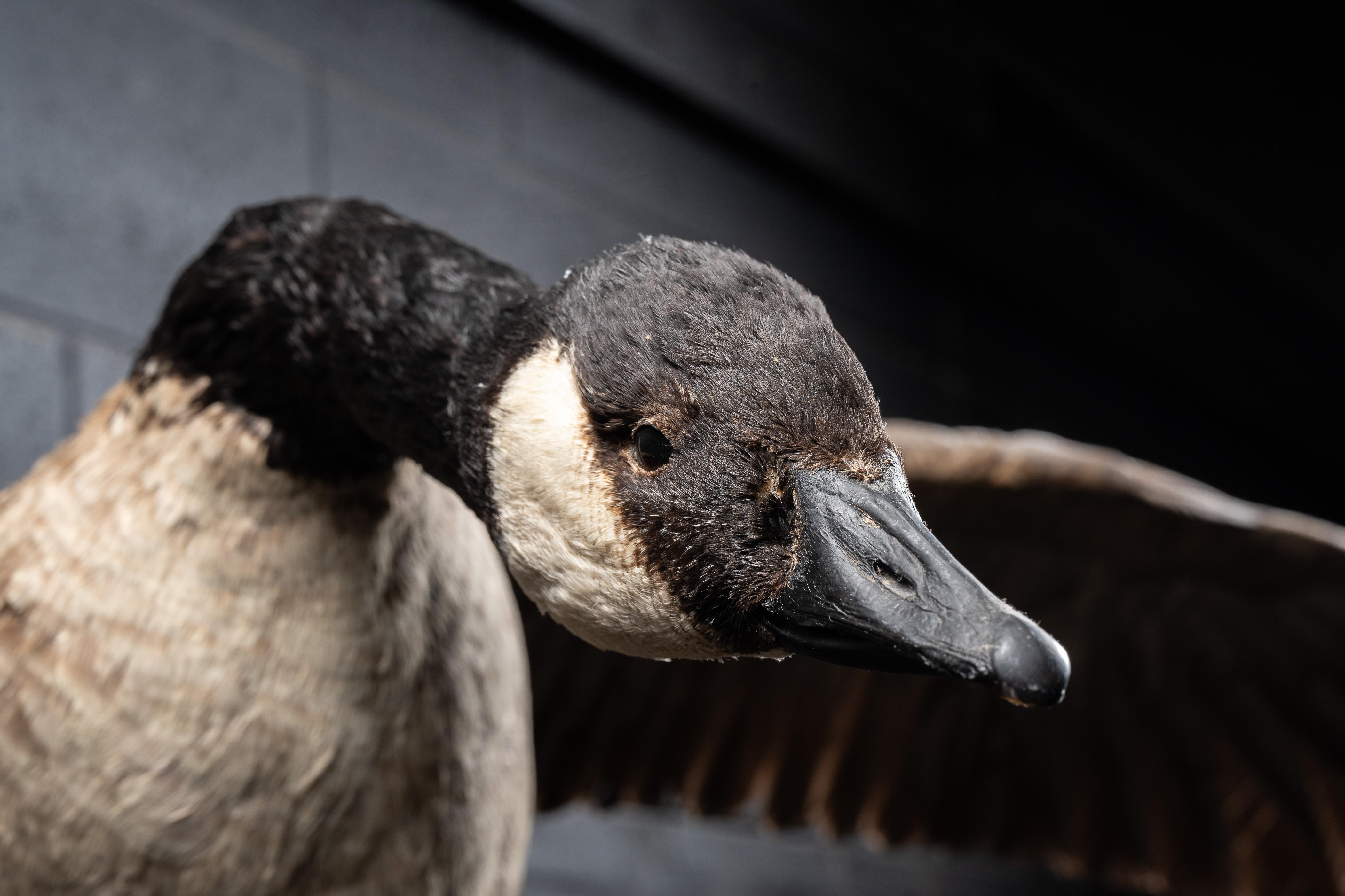 Canada Goose  Taxidermie, vollständig montiert 5