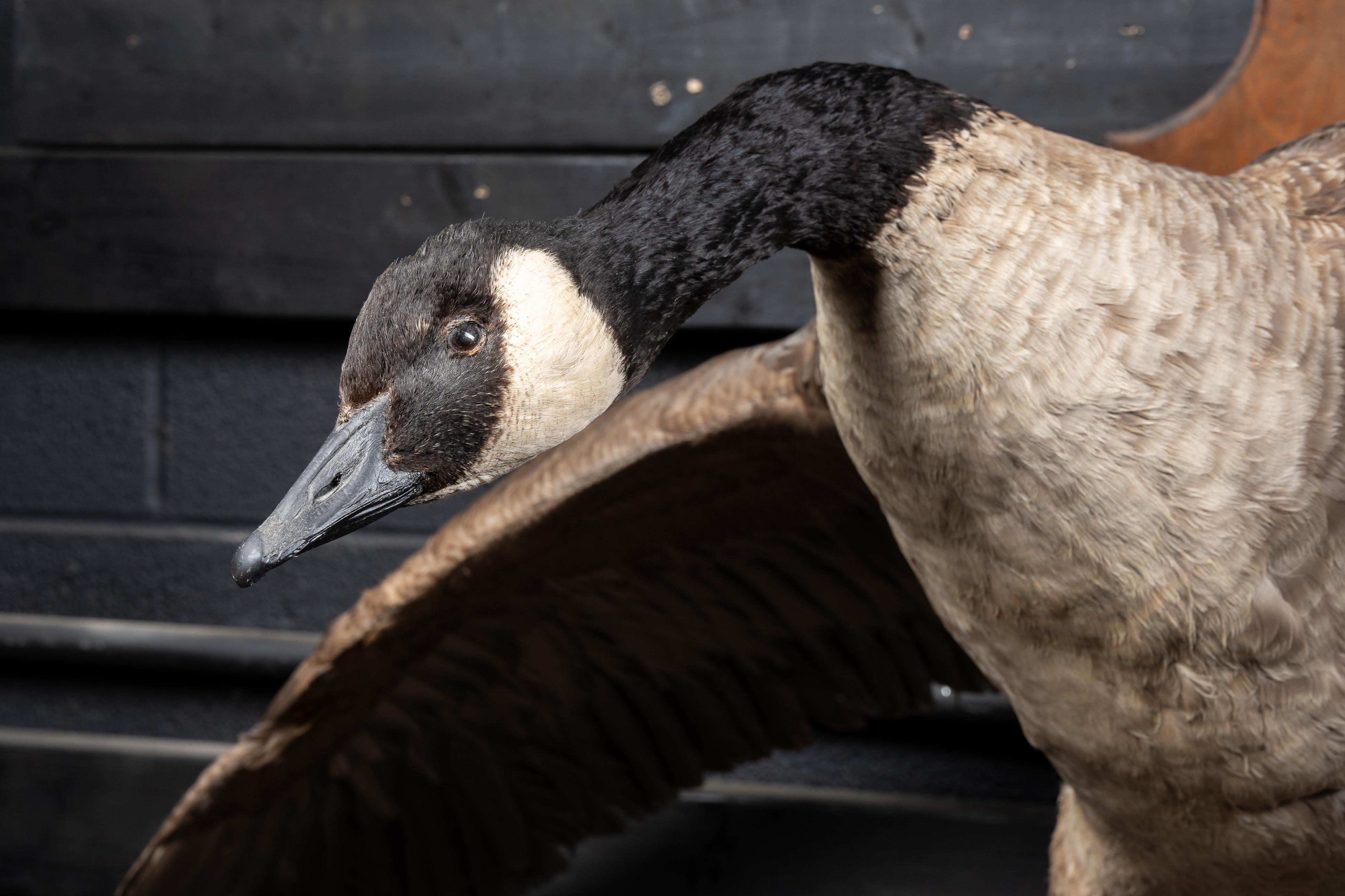 Canada Goose  Taxidermie, vollständig montiert (amerikanisch)