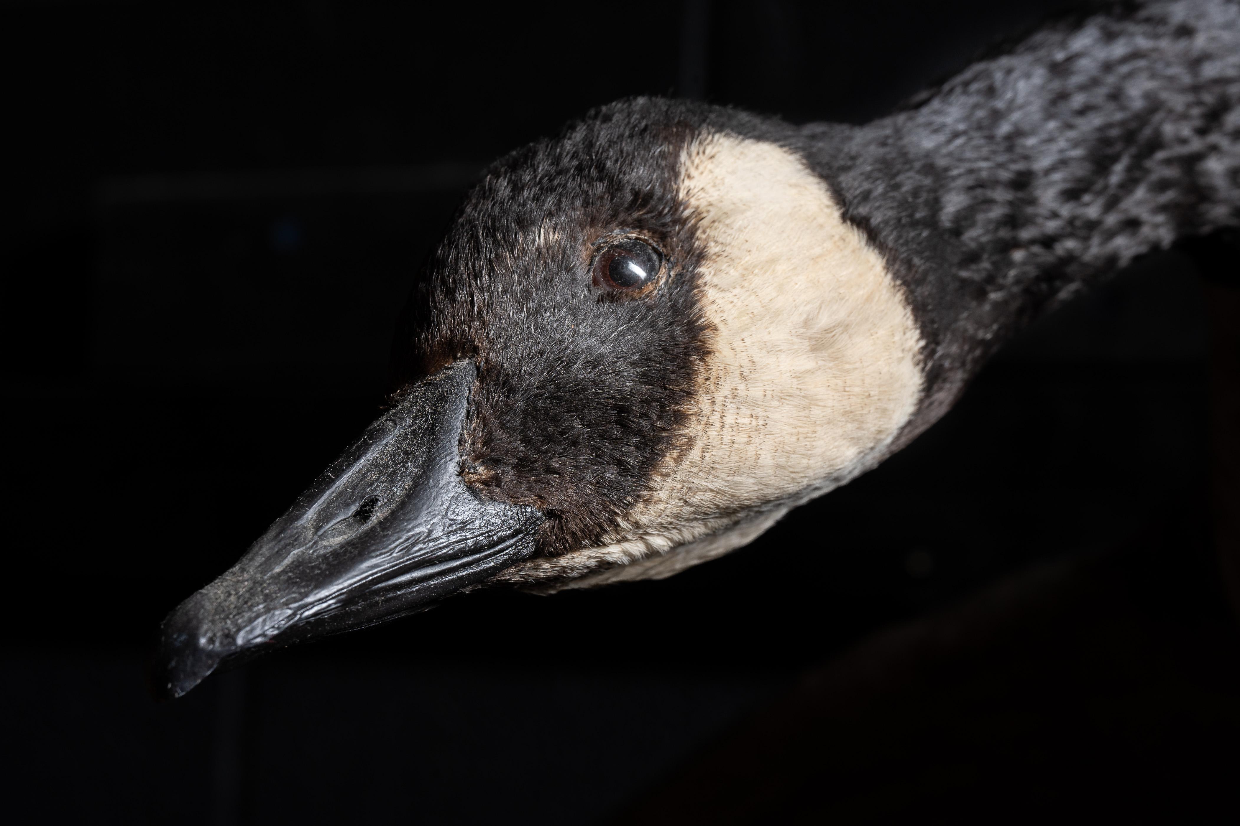 Canada Goose  Taxidermie, vollständig montiert im Zustand „Gut“ in Dekalb, IL