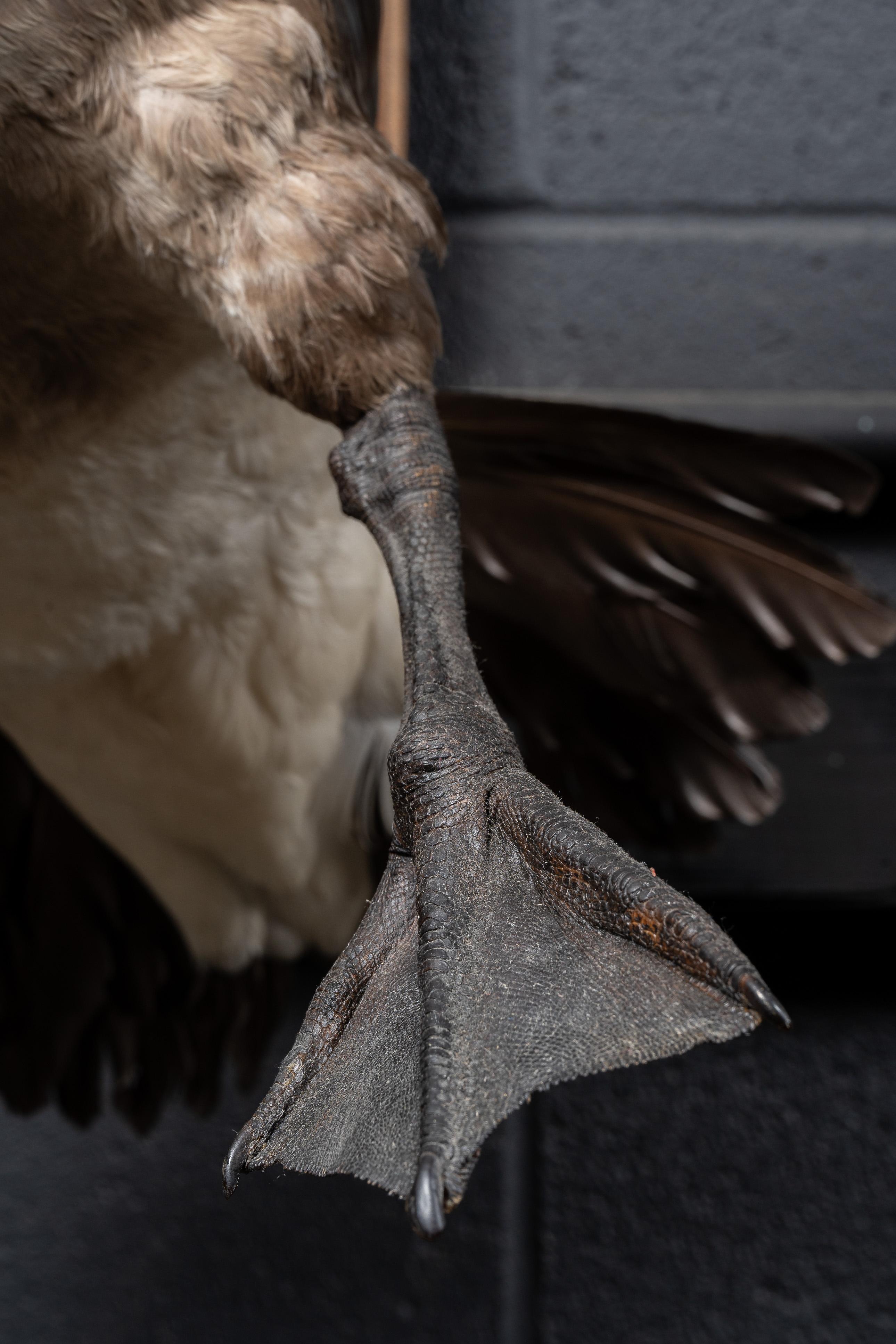 Canada Goose  Taxidermie, vollständig montiert (Ende des 20. Jahrhunderts)