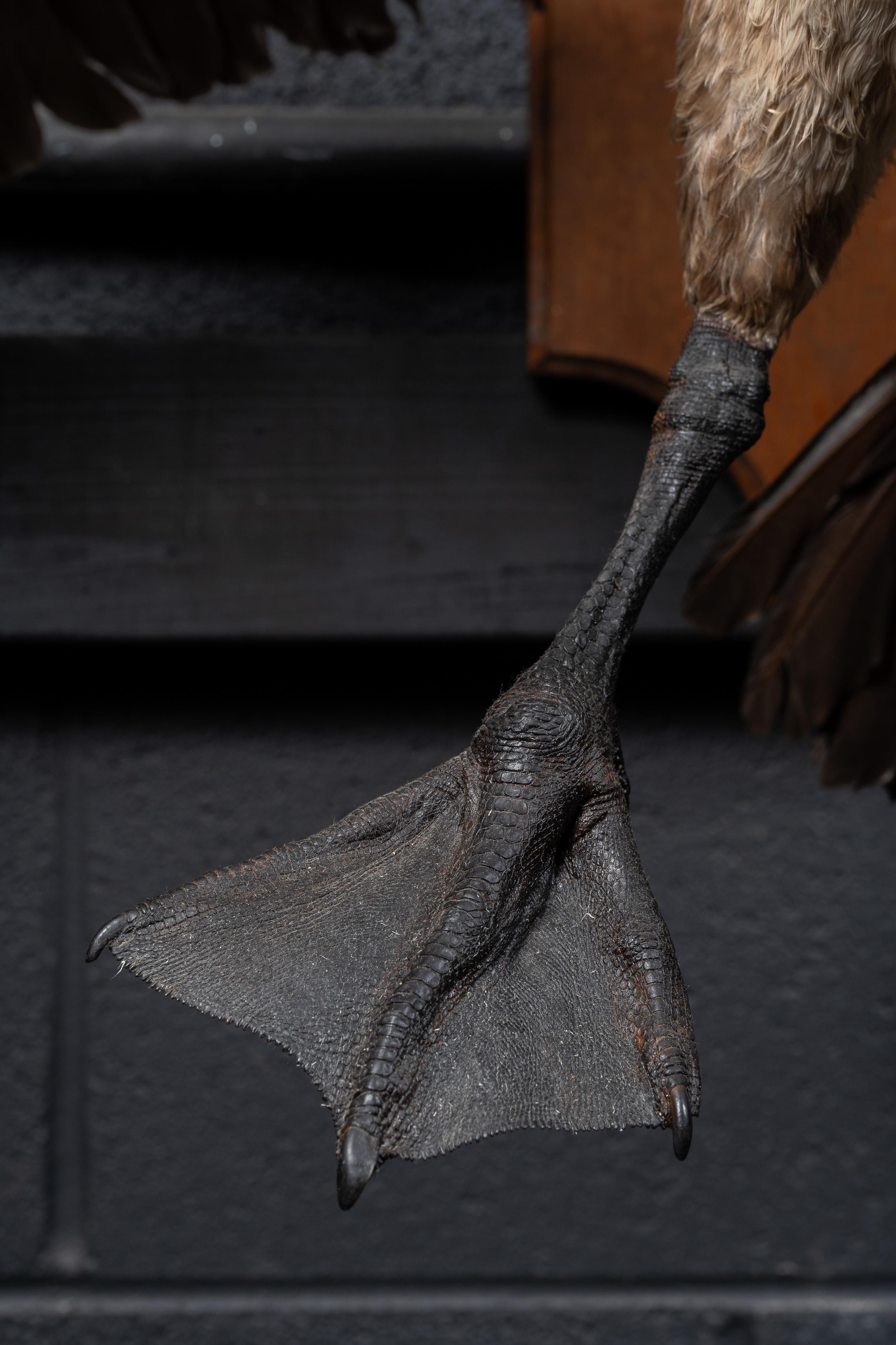 Canada Goose  Taxidermie, vollständig montiert (Holz)