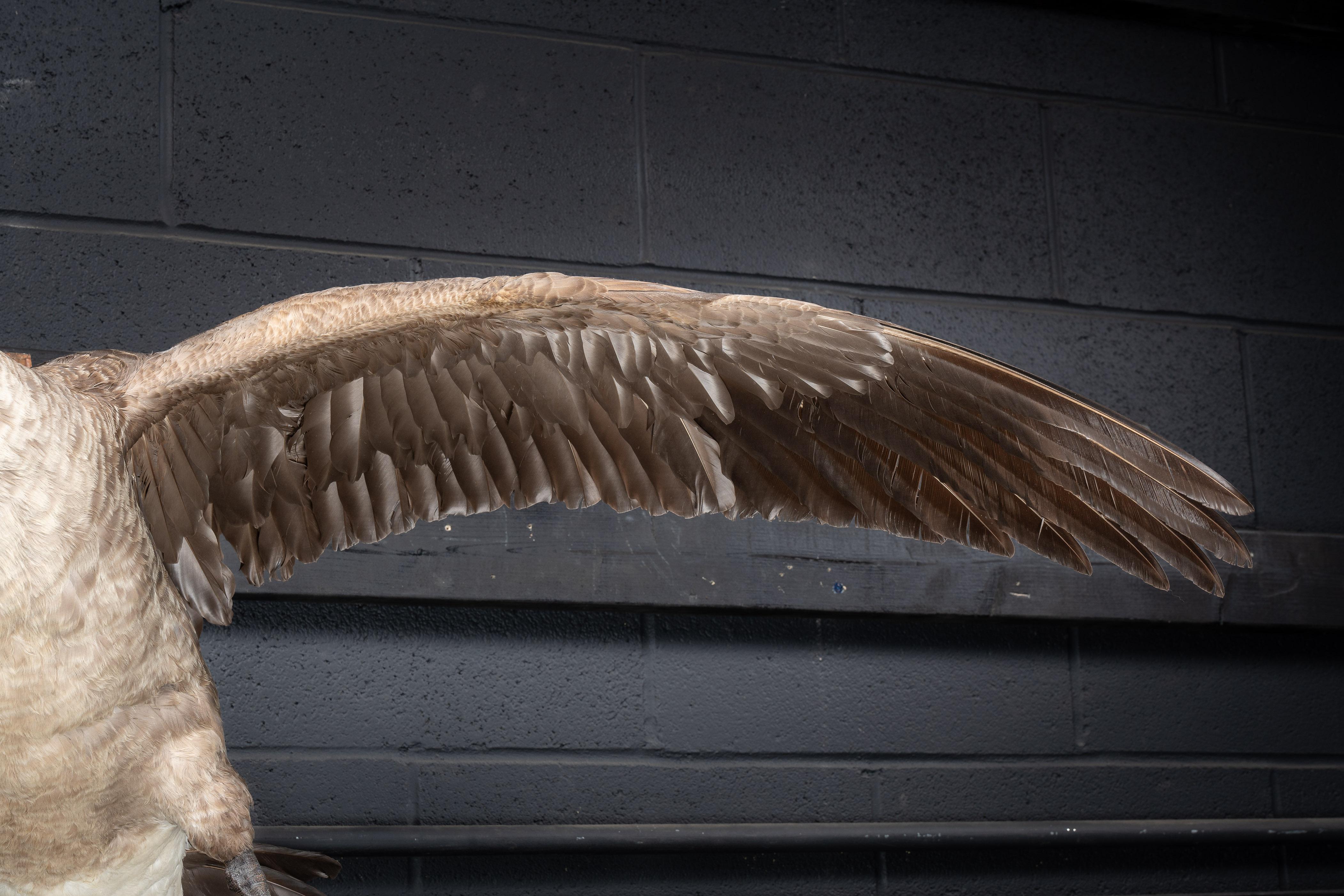 Canada Goose  Taxidermie, vollständig montiert 1