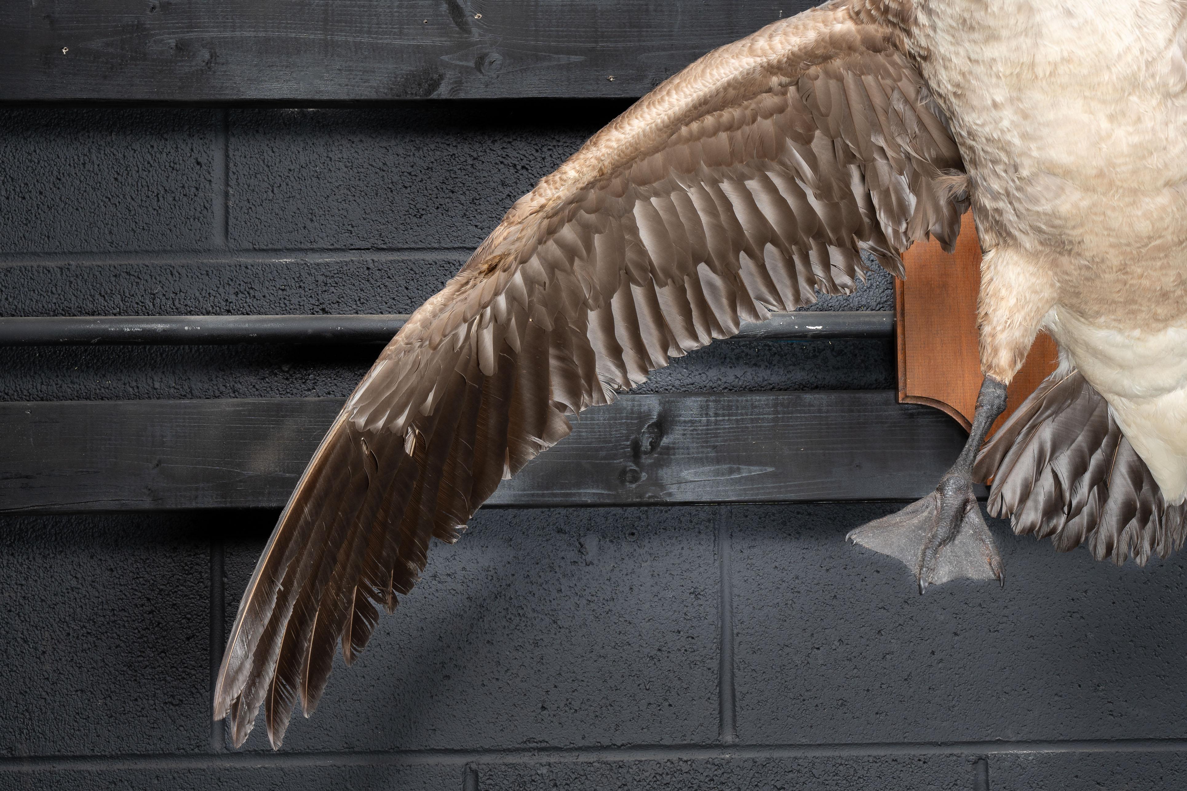 Canada Goose  Taxidermie, vollständig montiert 2