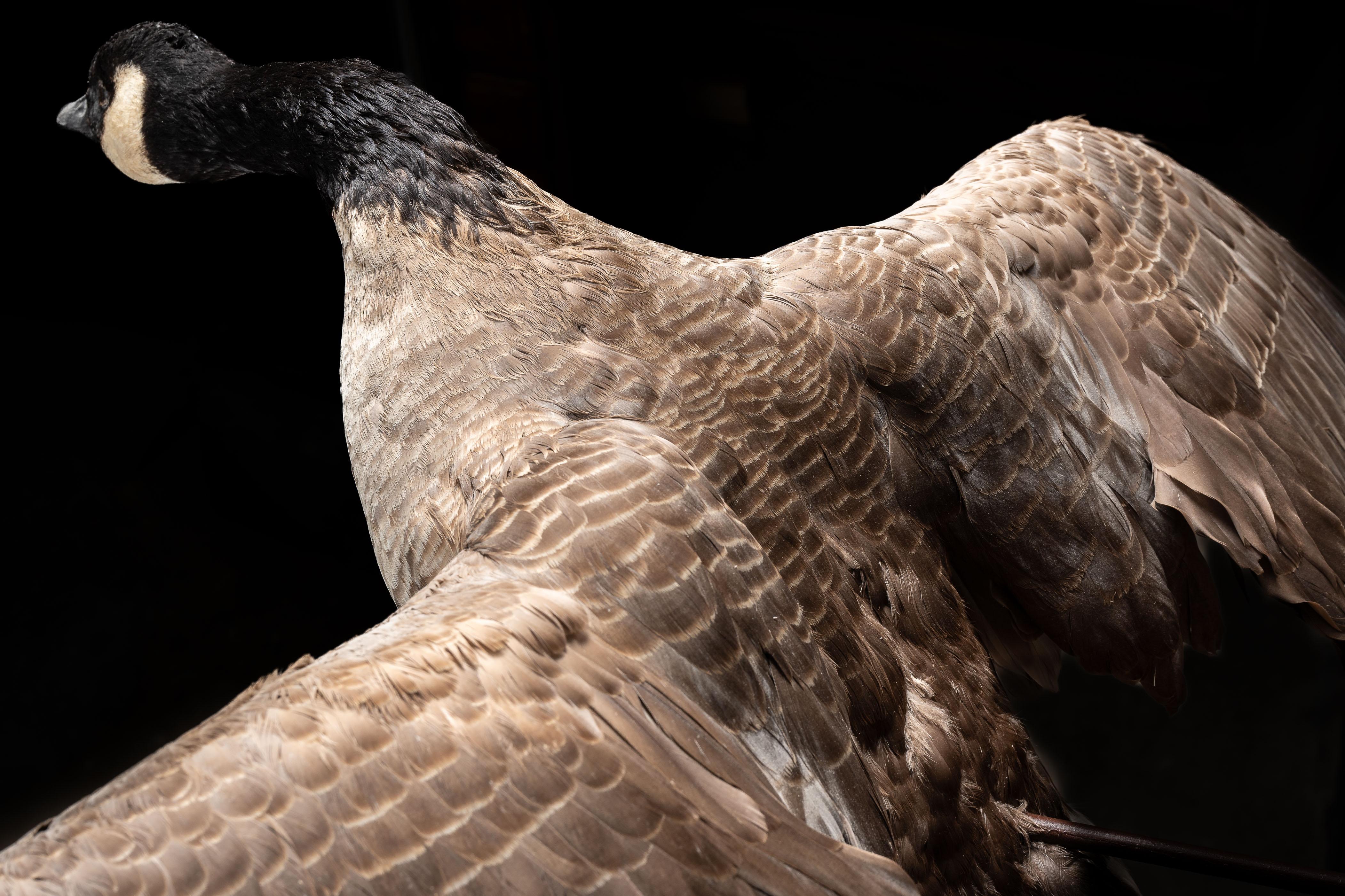 Canada Goose  Taxidermie, vollständig montiert 3