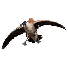 Canada Goose  Taxidermie, vollständig montiert